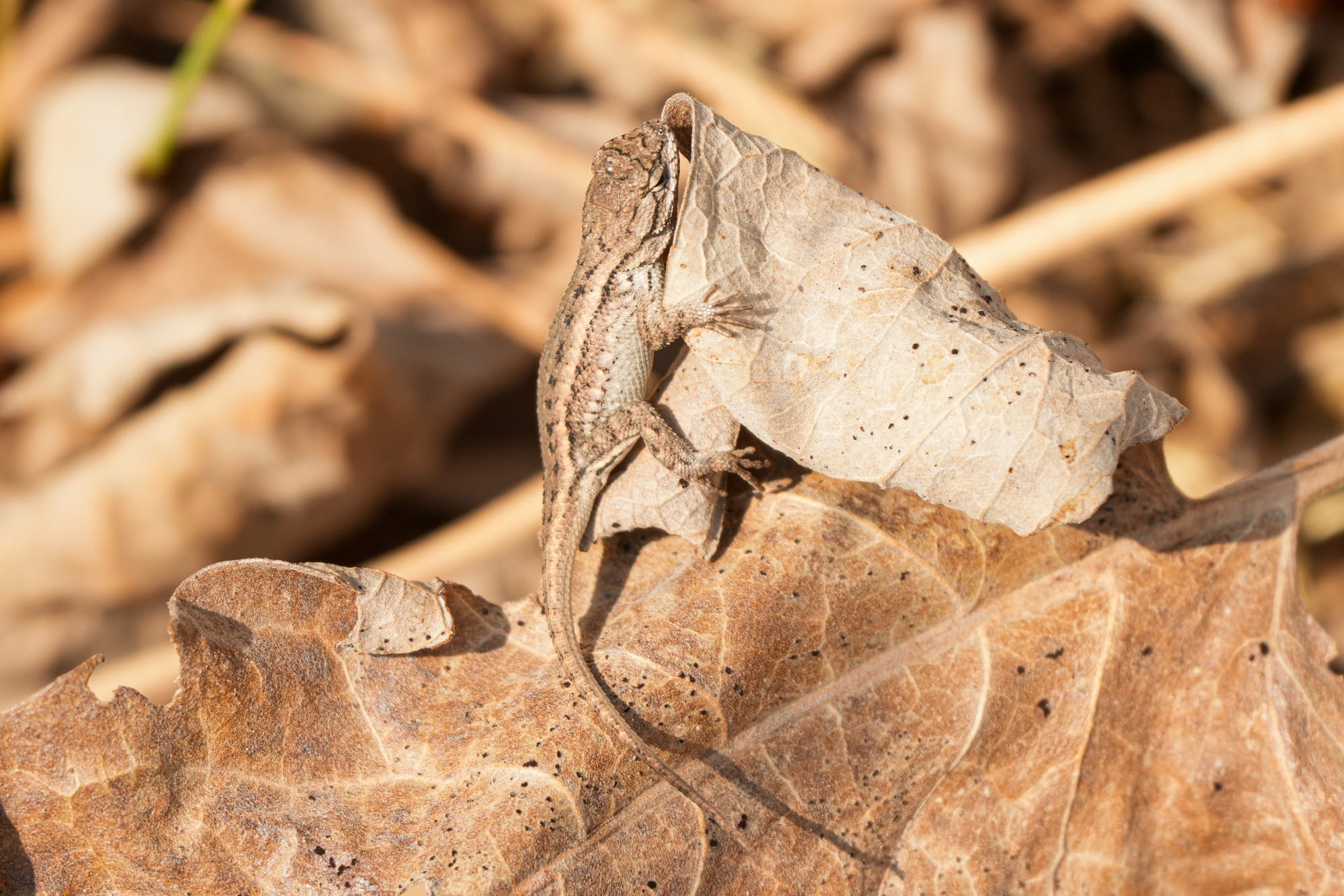 western fence lizard