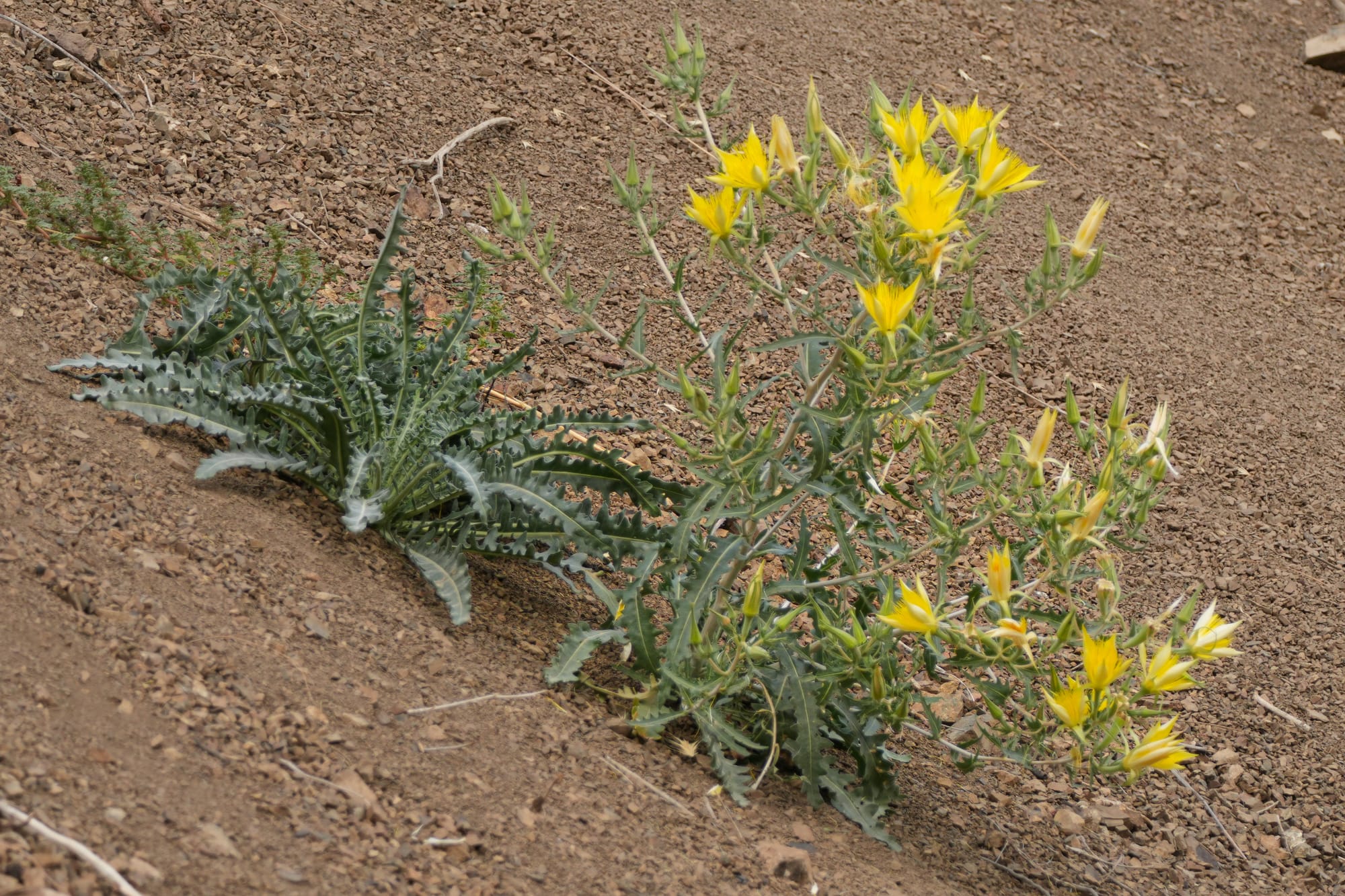 blazing star