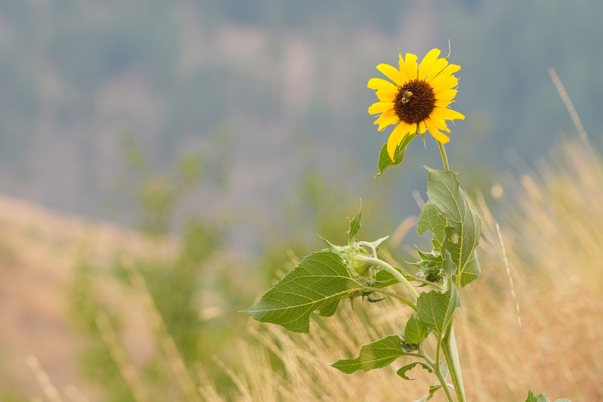 sunflower