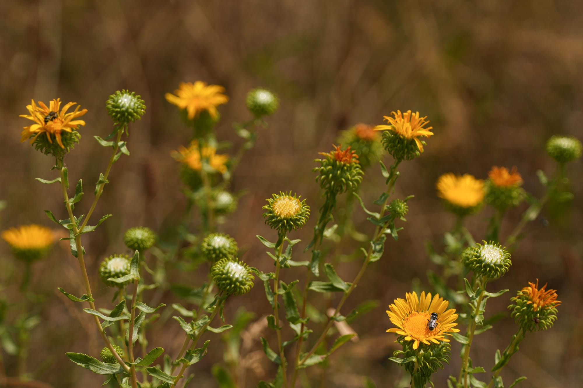 gumweed