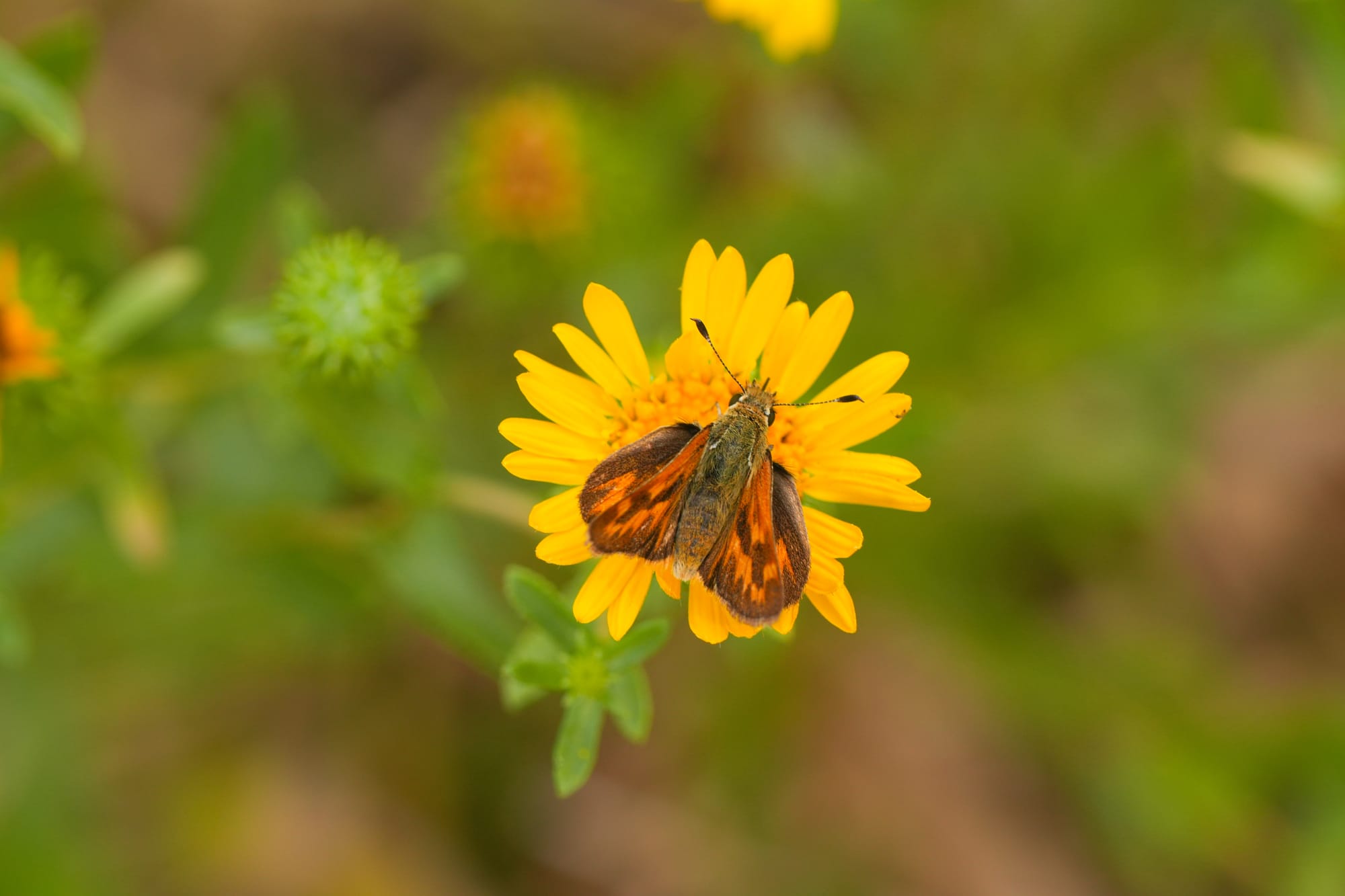 skipper on gumweed