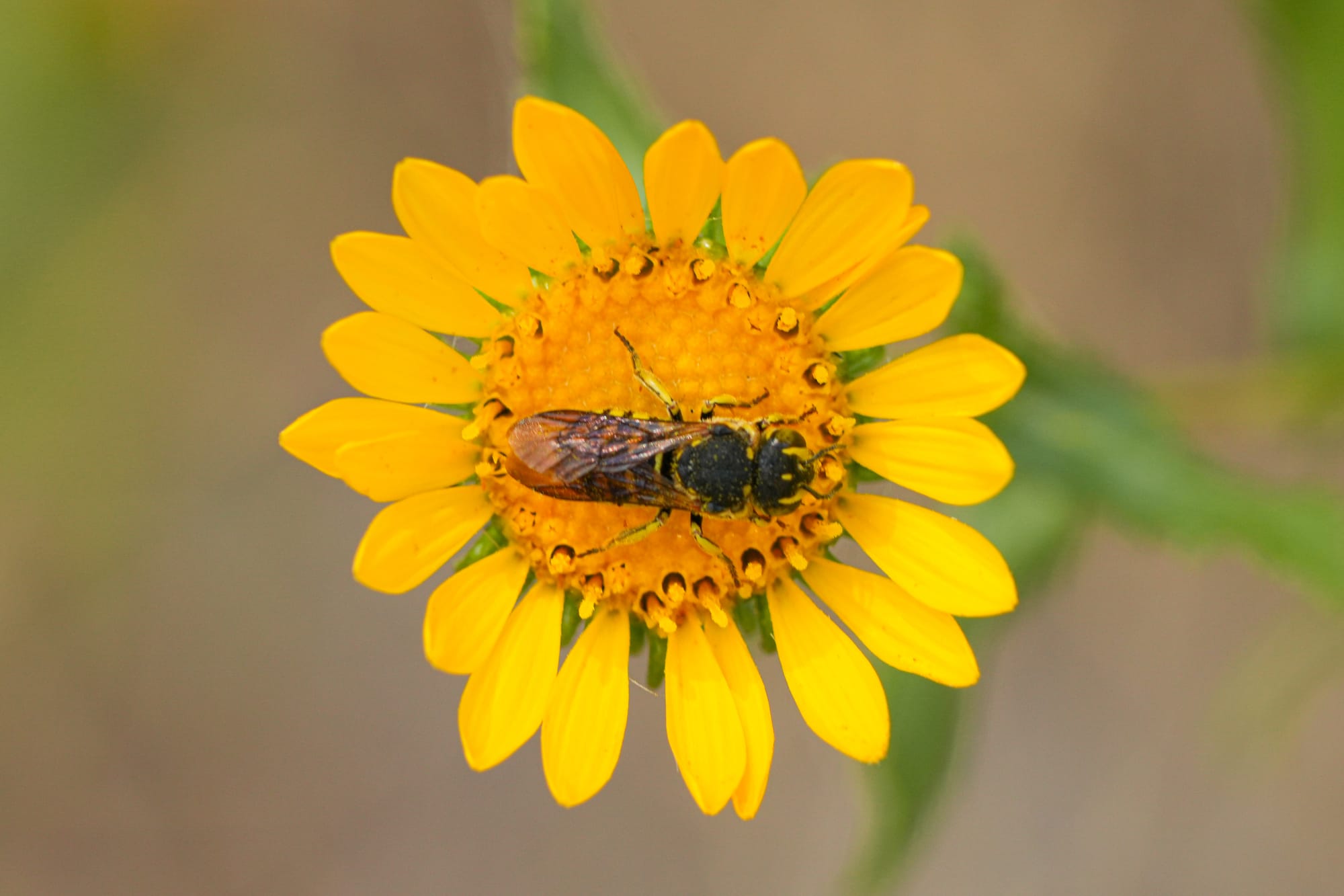 fly on gumweed