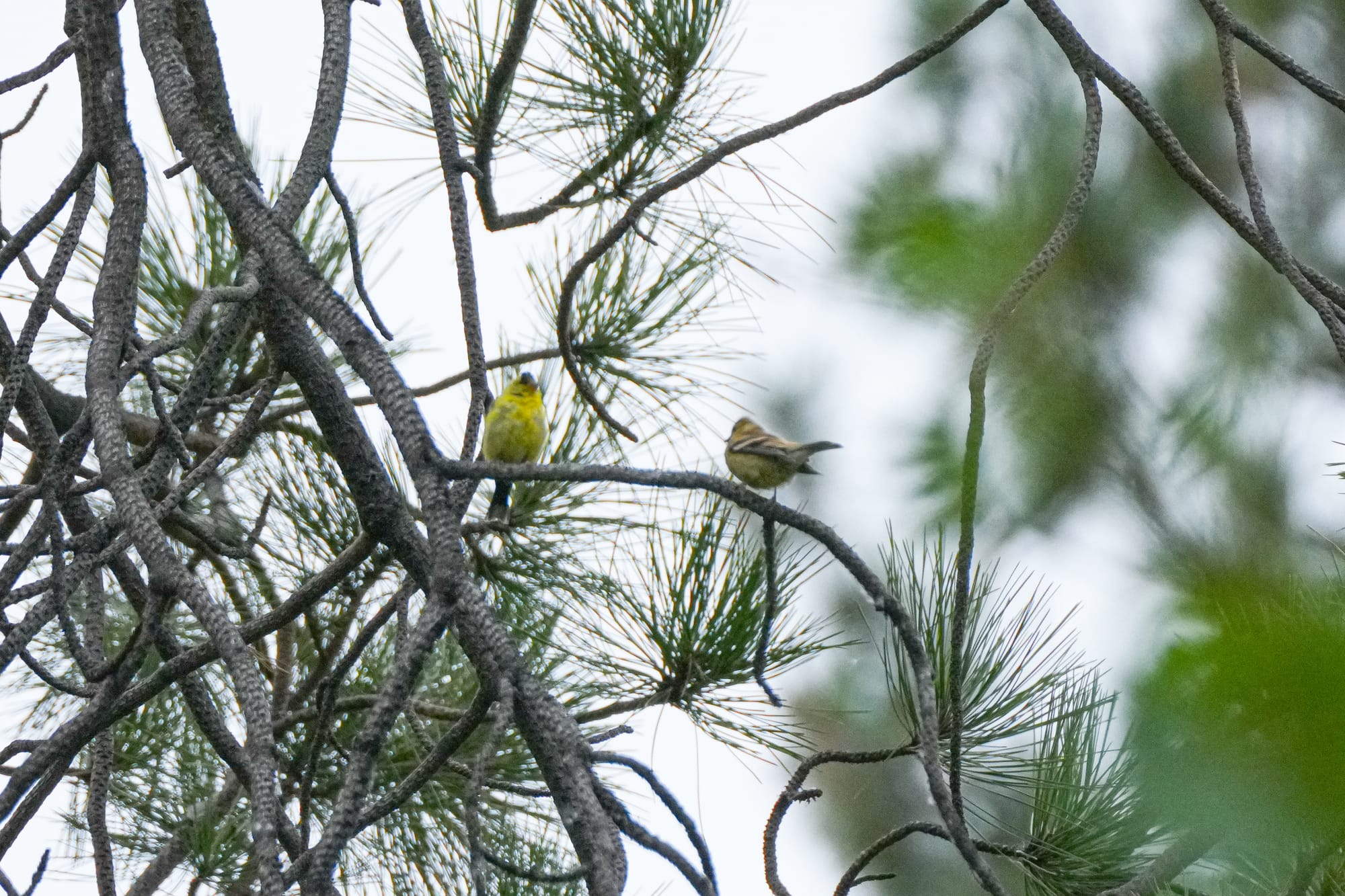 american goldfinches