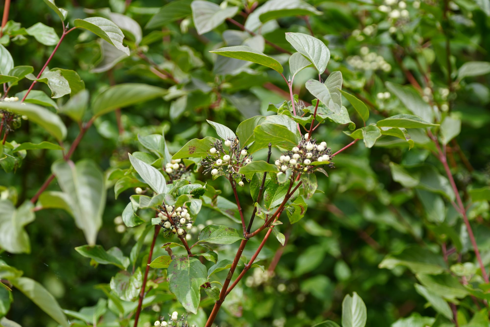 red osier dogwood