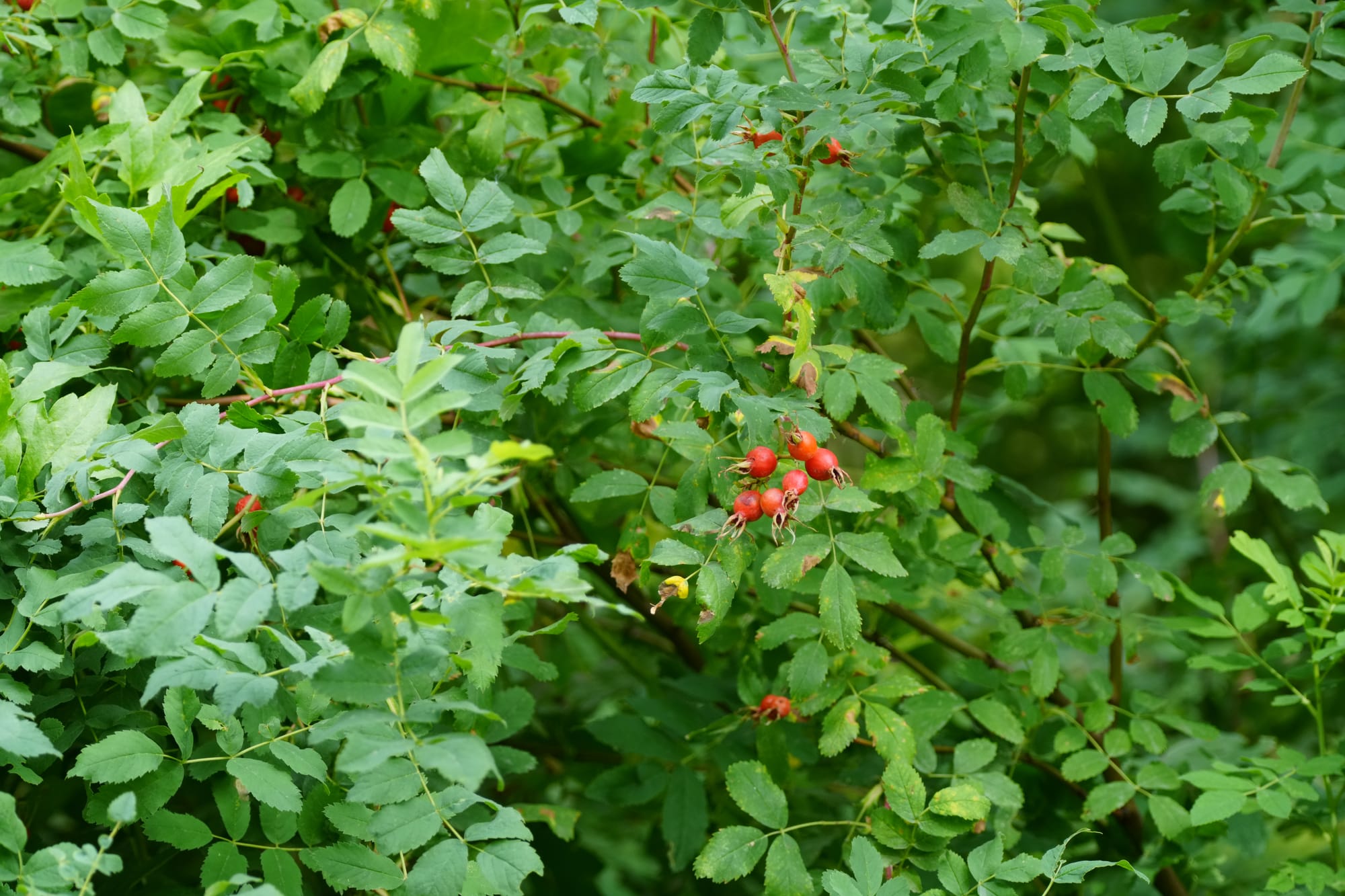 rose hips