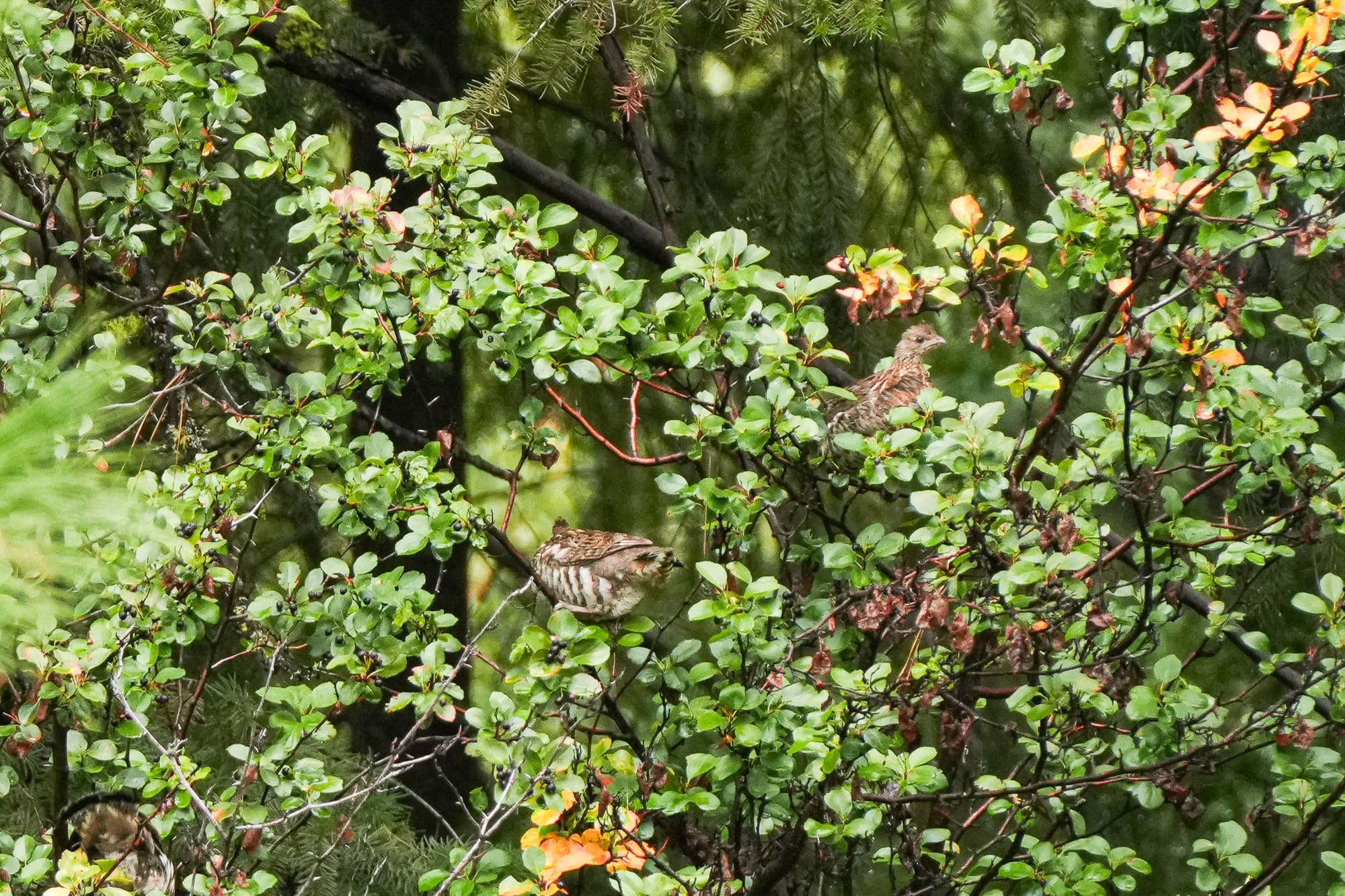 ruffed grouse