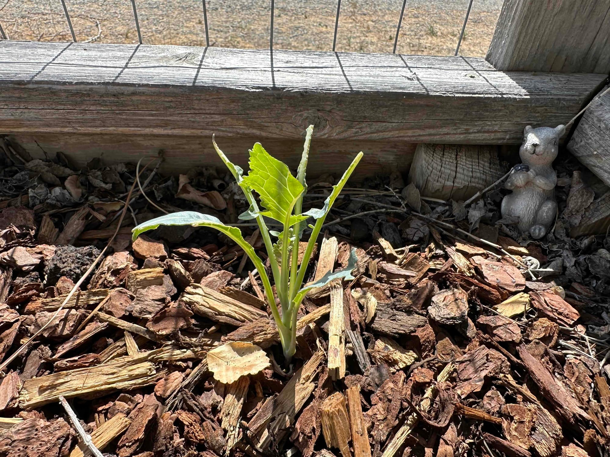 garden plant