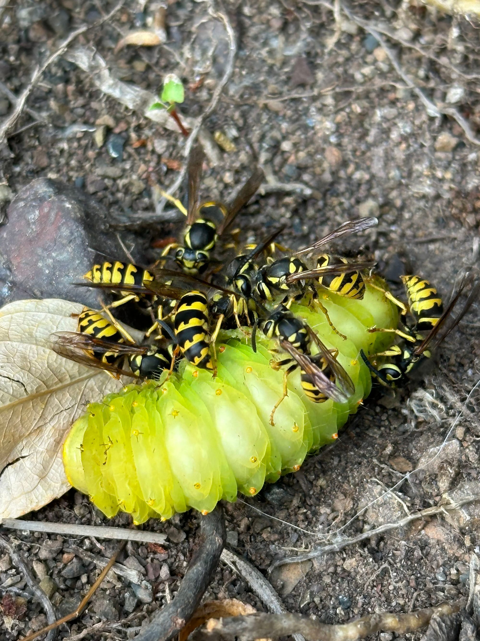 silk moth caterpillars being eaten by yellowjackets