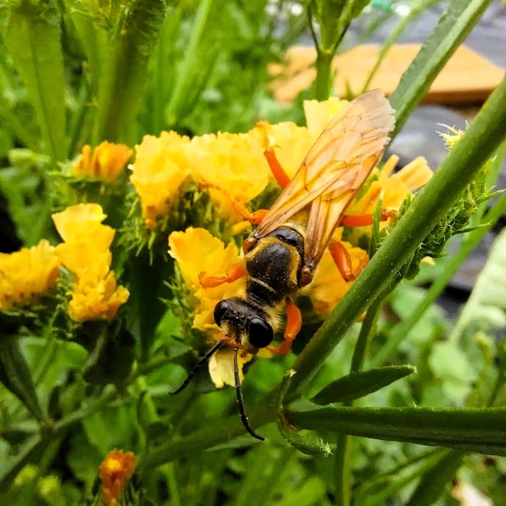 golden digger wasp