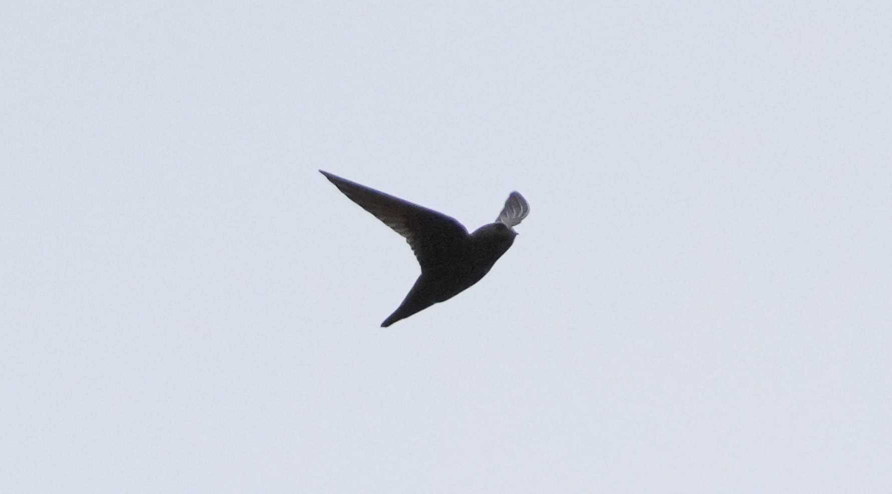 black swift