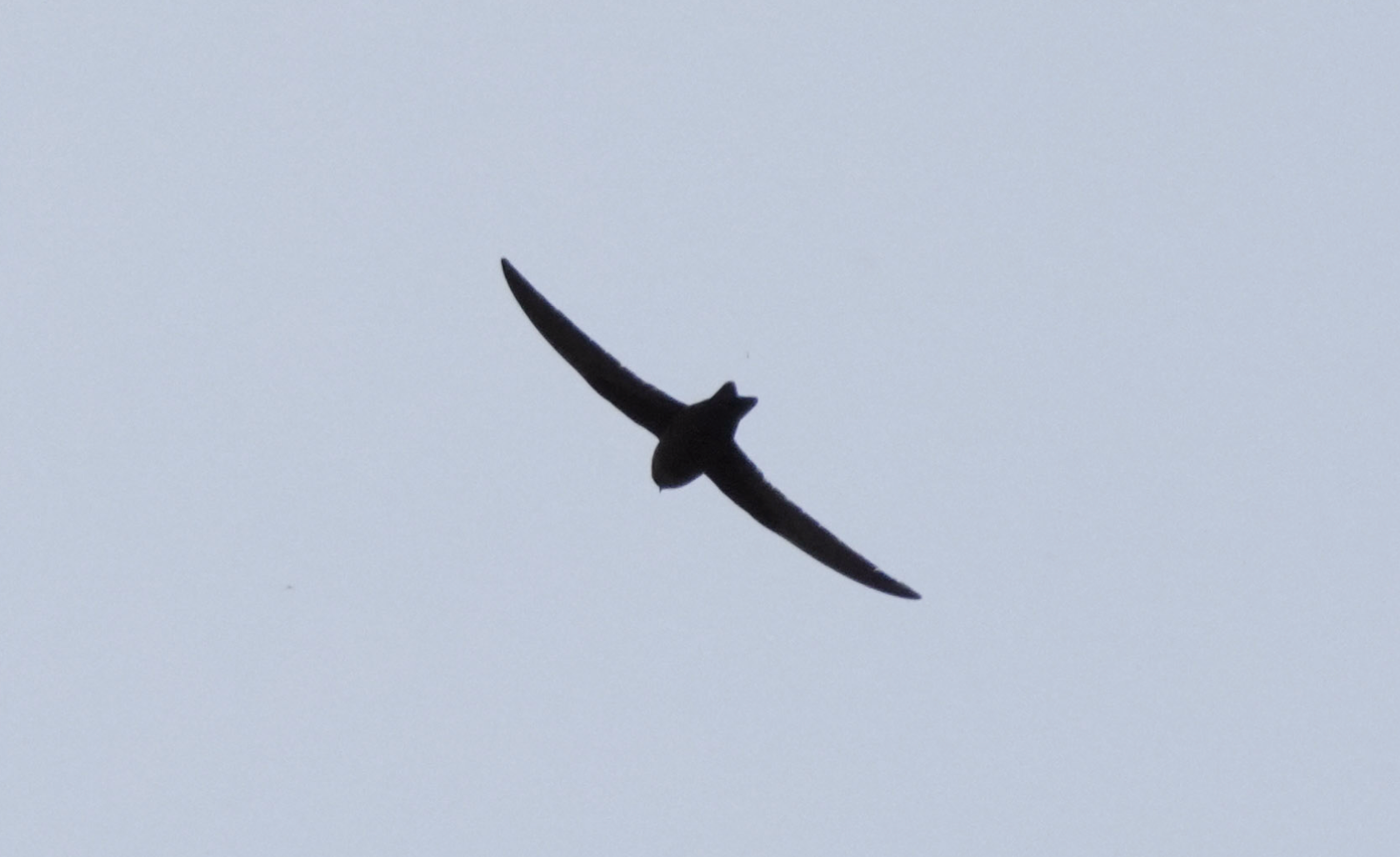 black swift