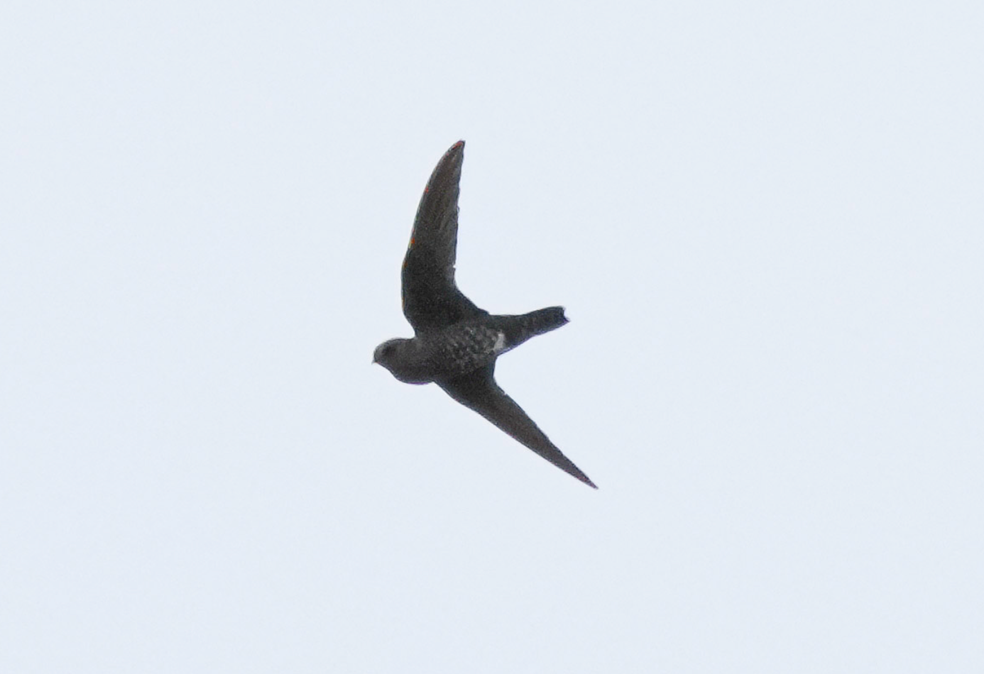 black swift