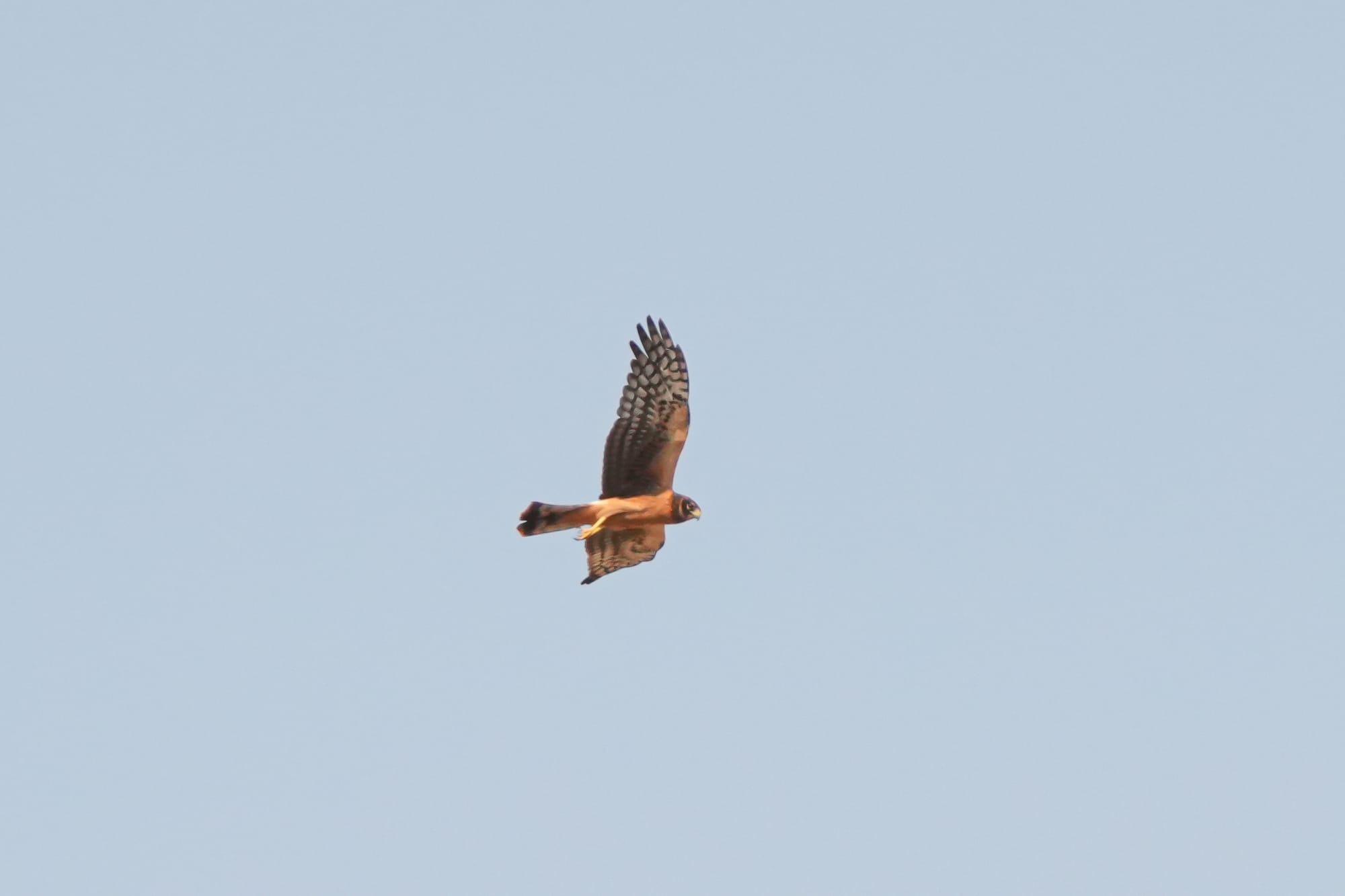 juvenile northern harrier