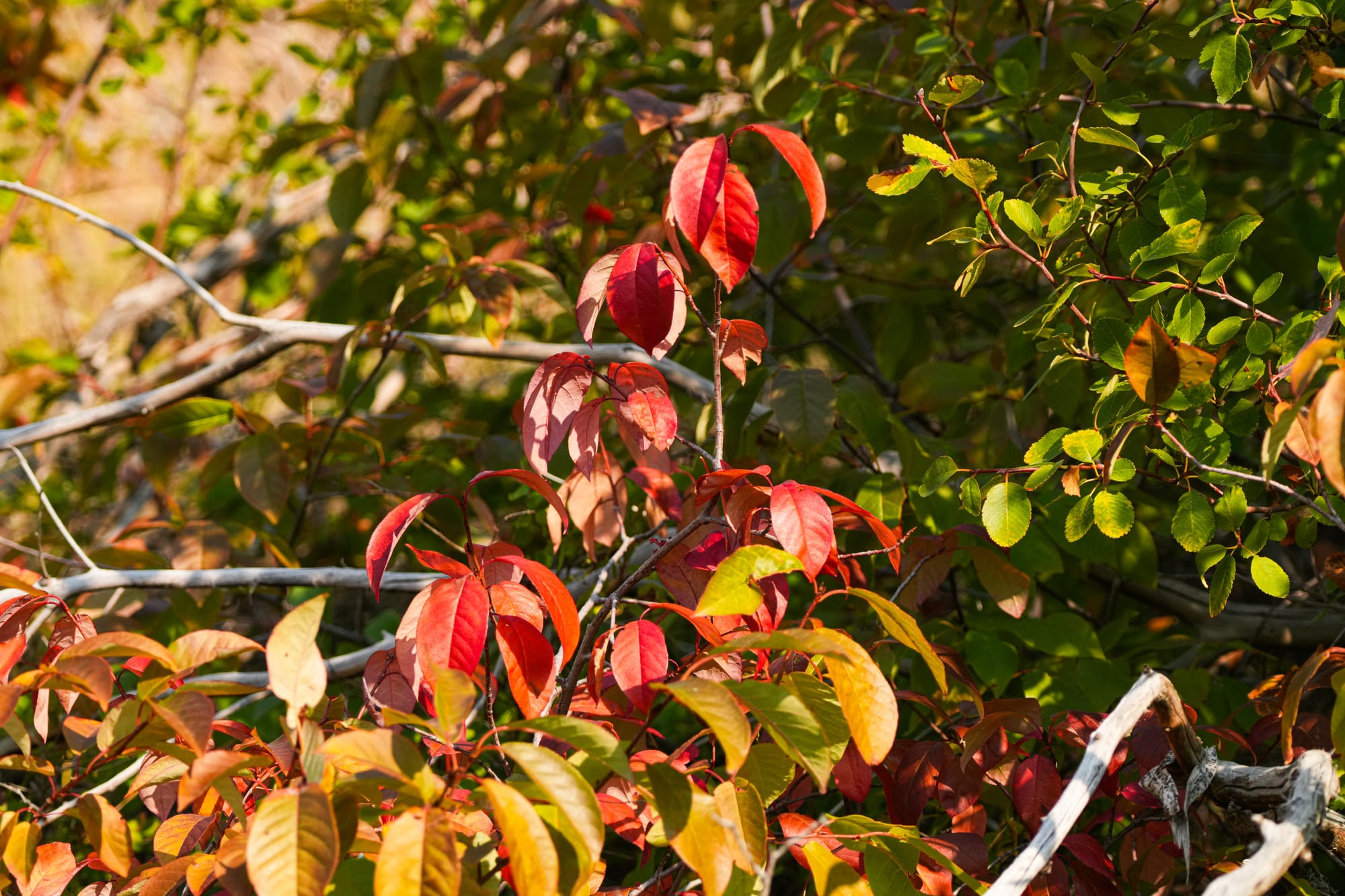 chokecherry