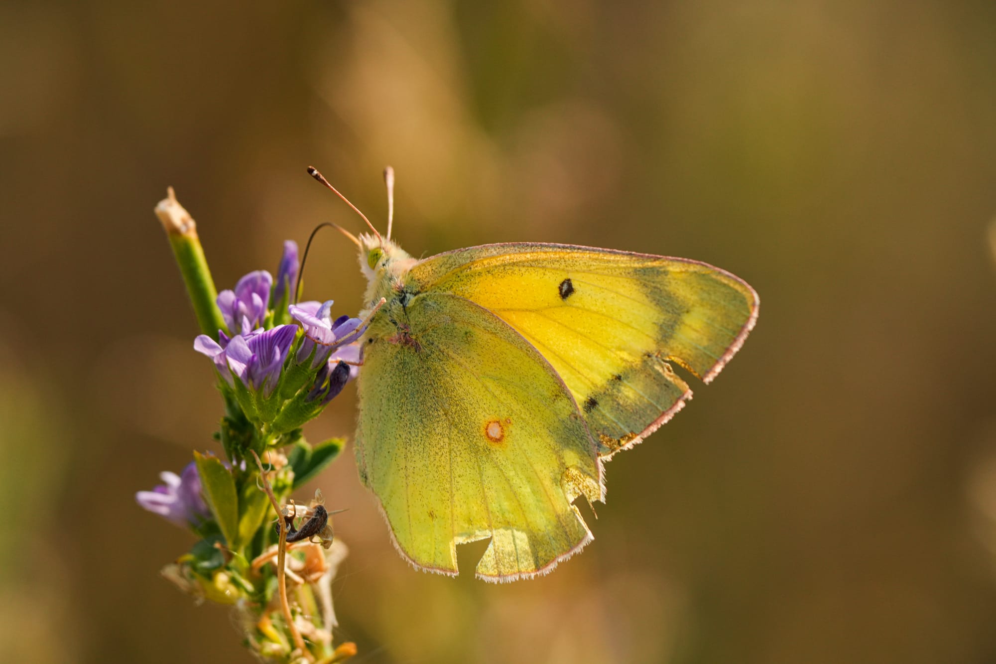 sulphur butterfly