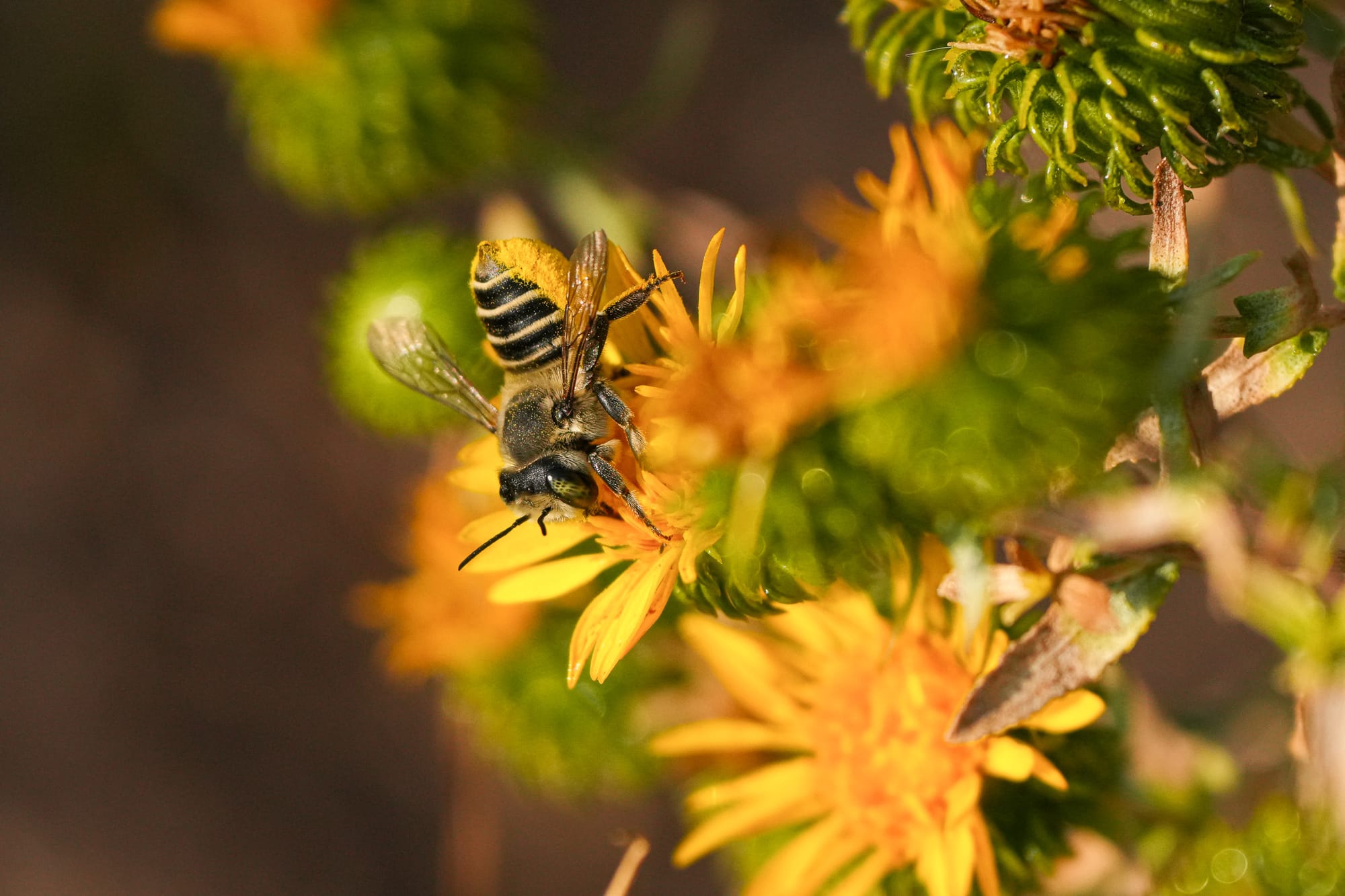 bee on gumweed