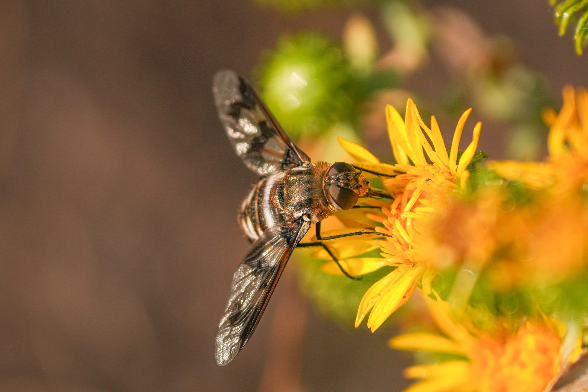 fly on gumweed