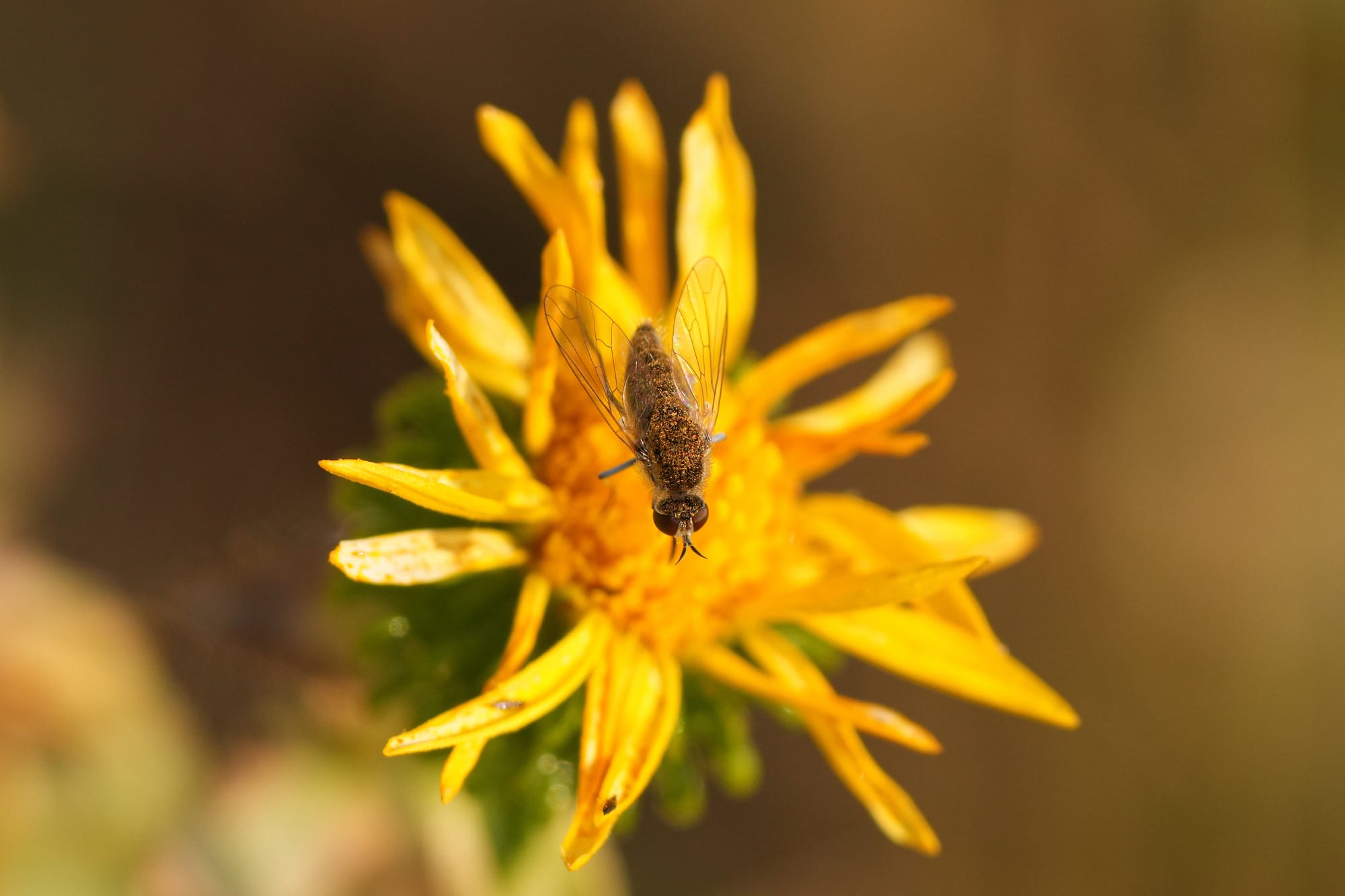 fly on gumweed