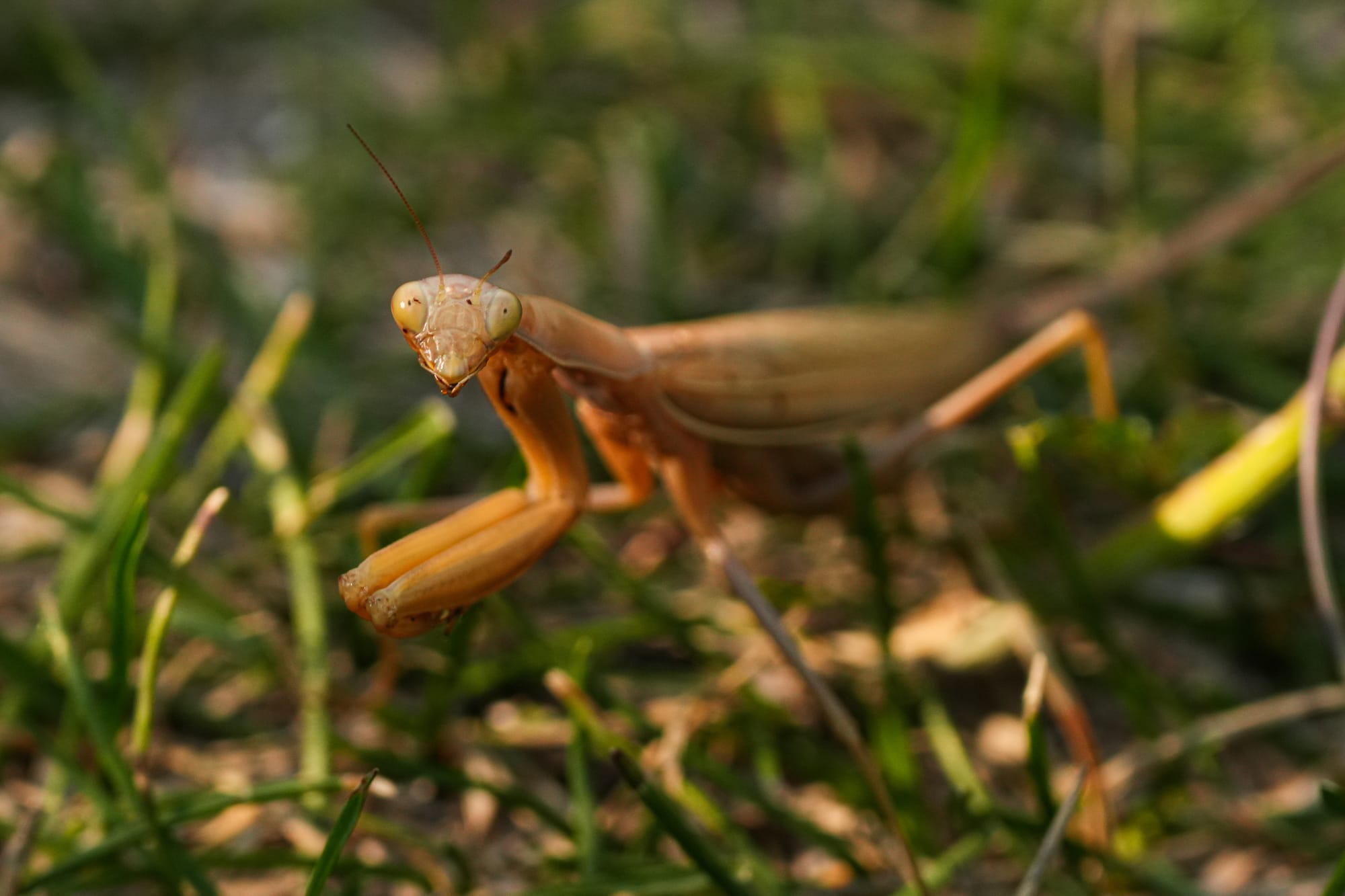 praying mantis