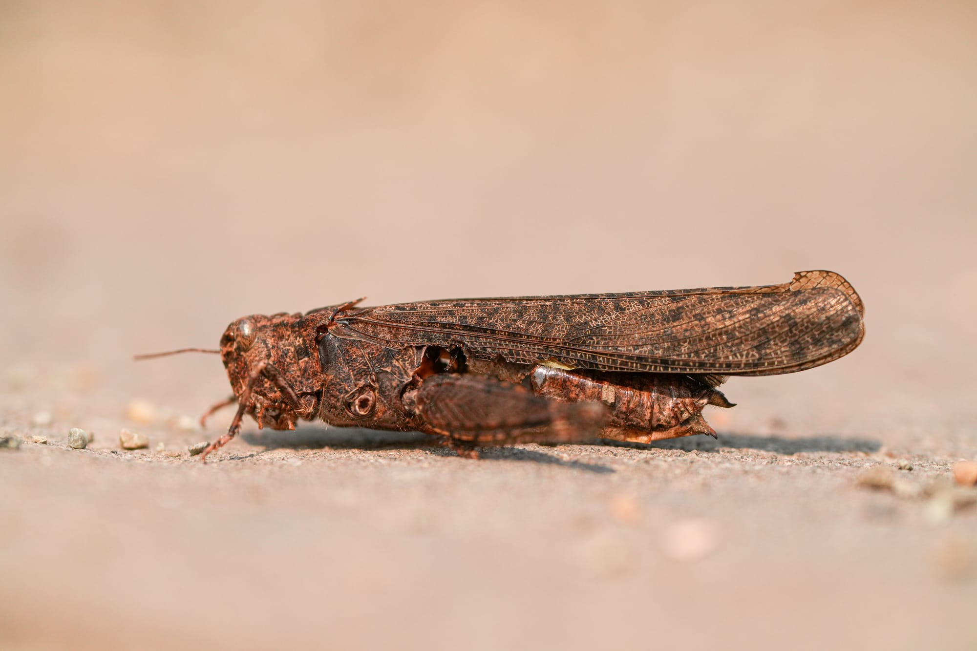 dead grasshopper