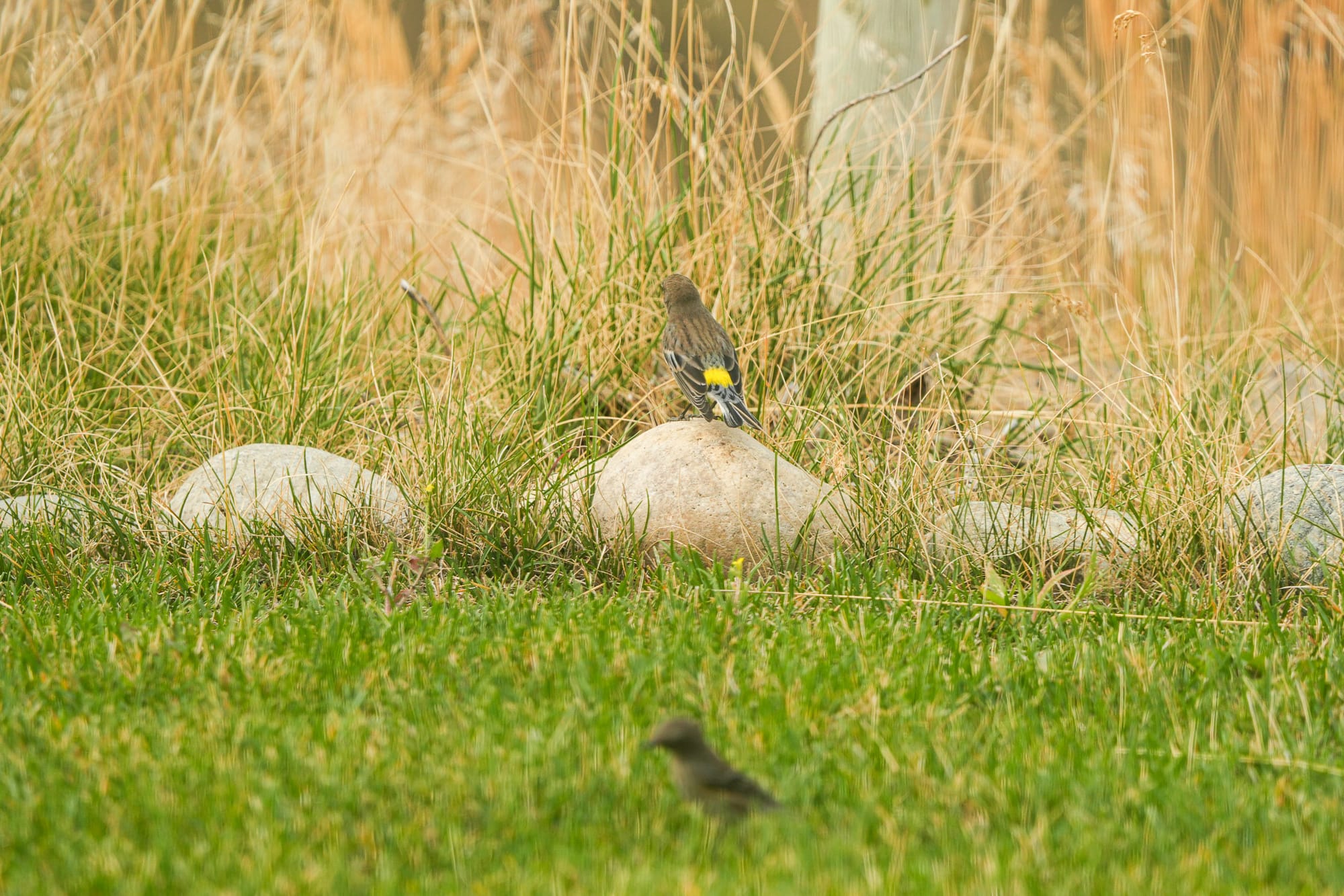 yellow-rumped warblers