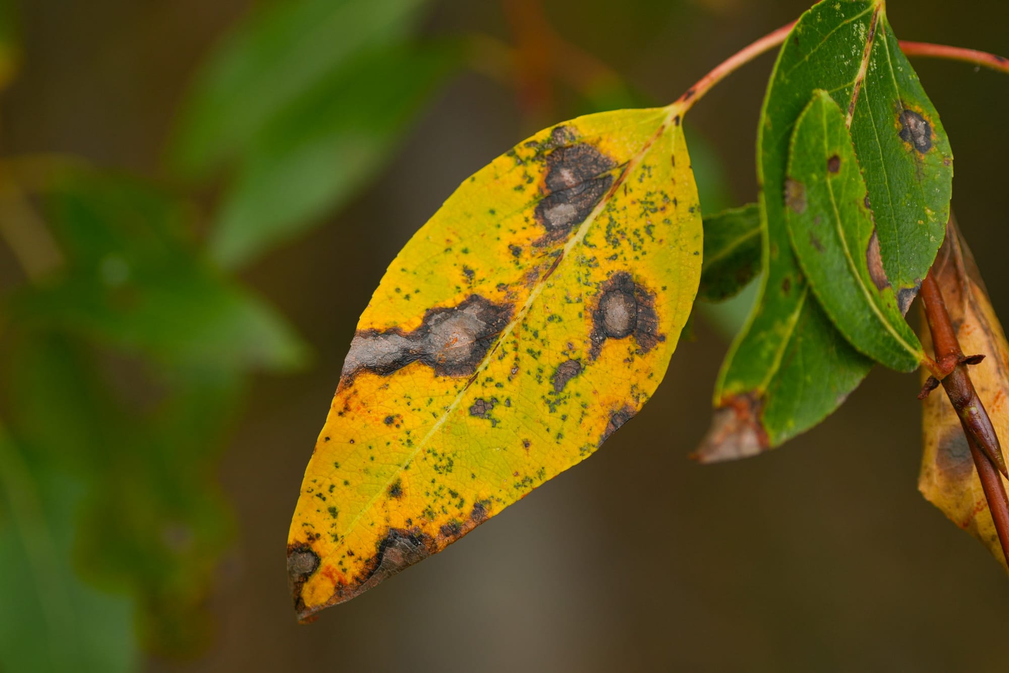 fungal spores on cottonwood leaf