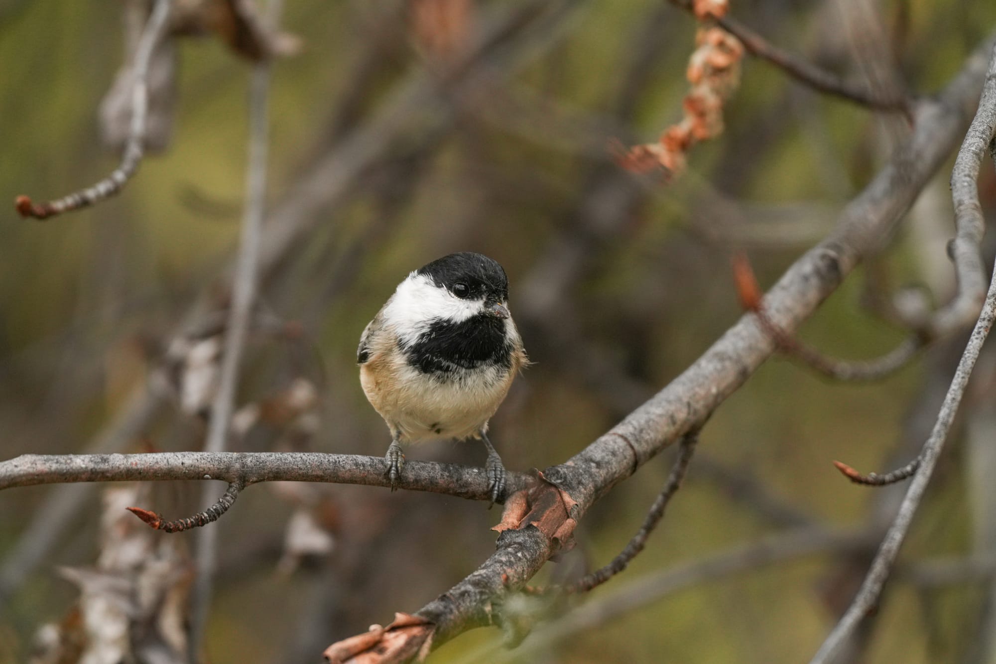 black-capped chickadee