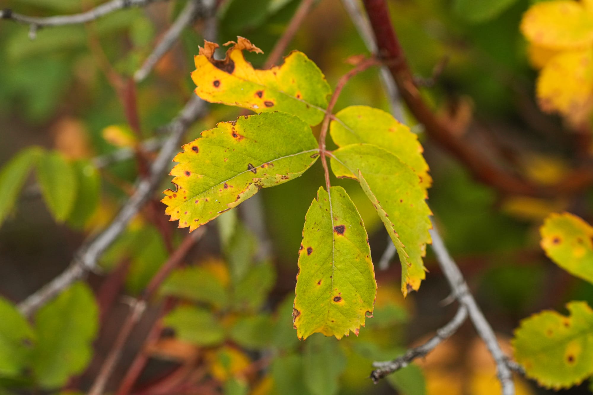 wild rose leaves