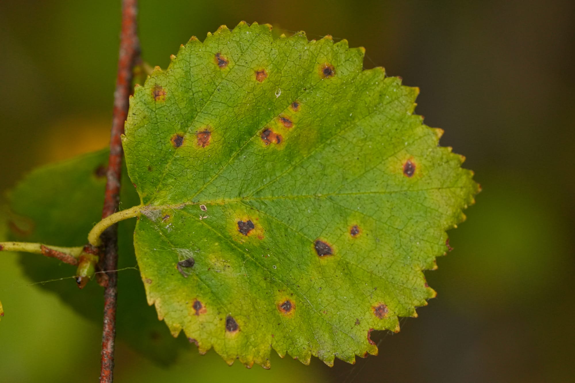 spores on leaf