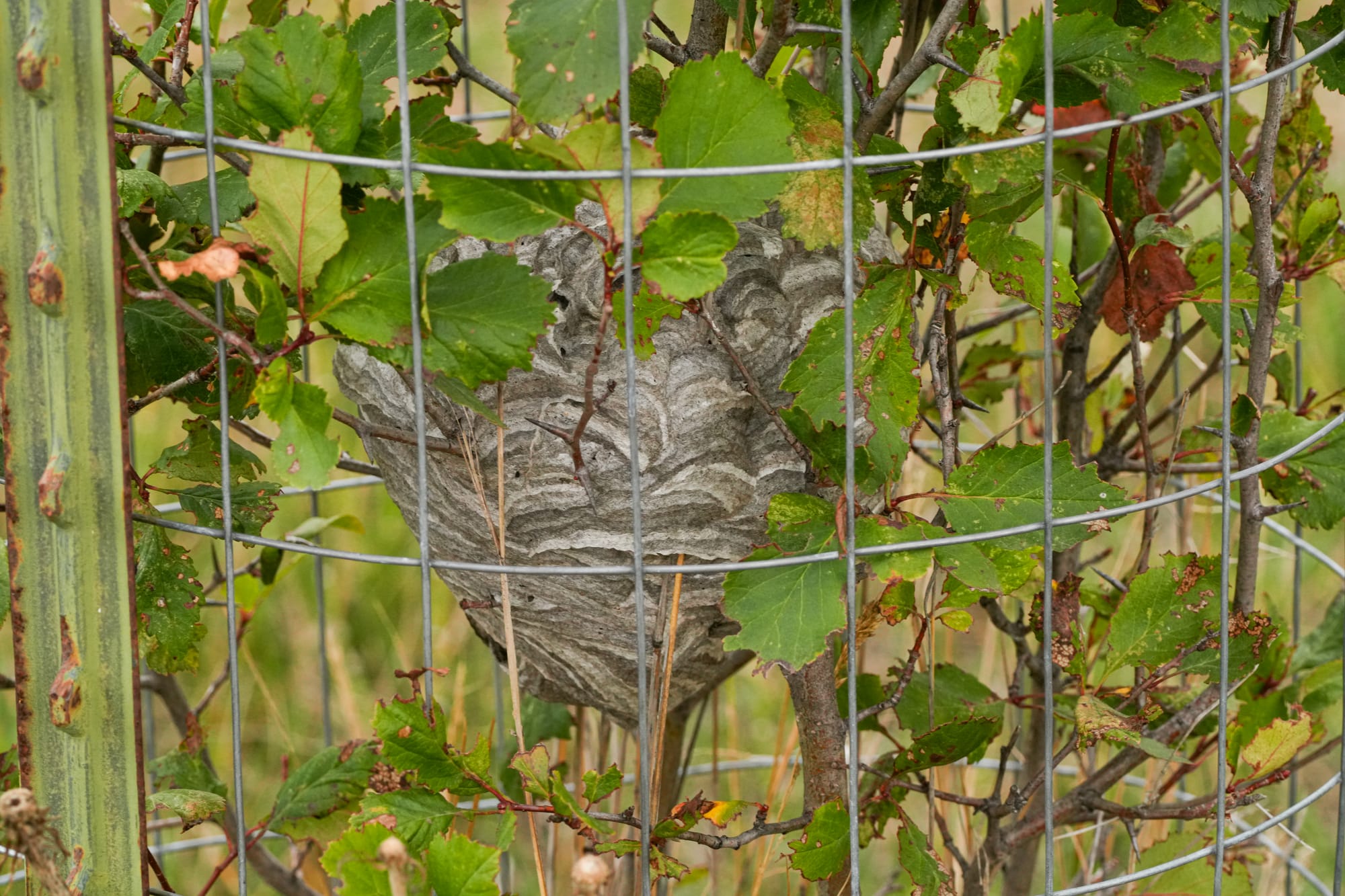 wasp nest