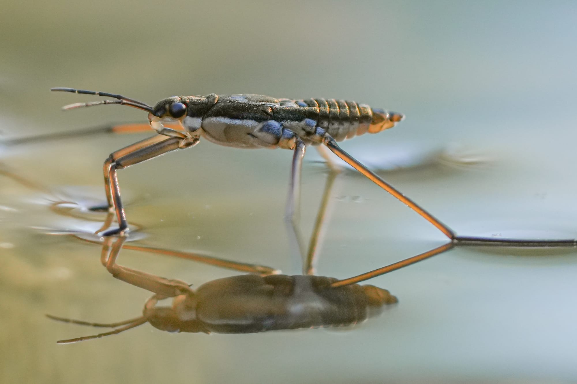 water strider