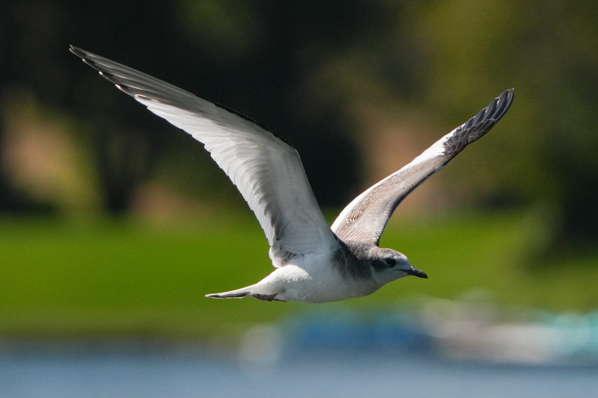 Sabine's gull