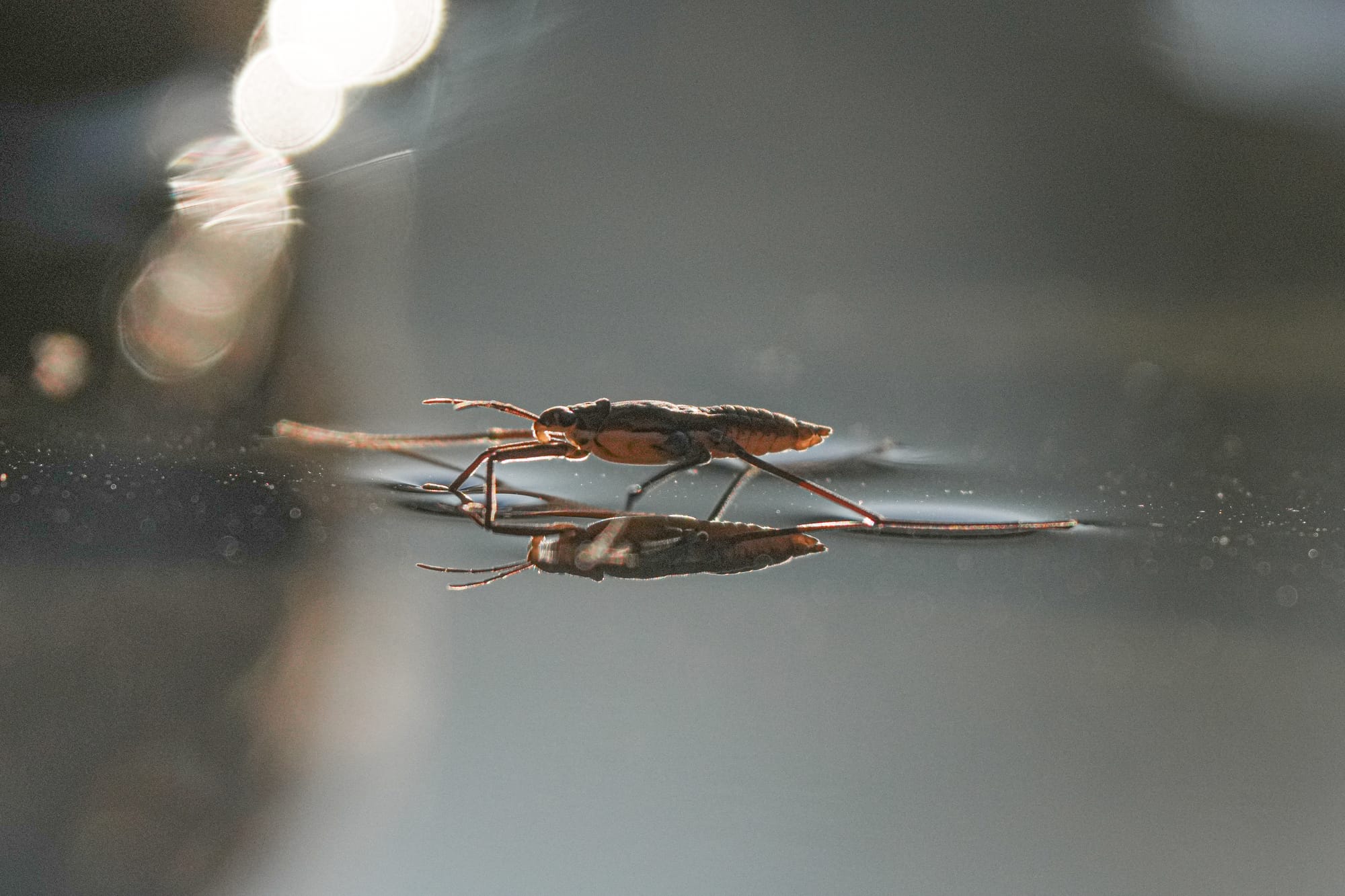 water strider