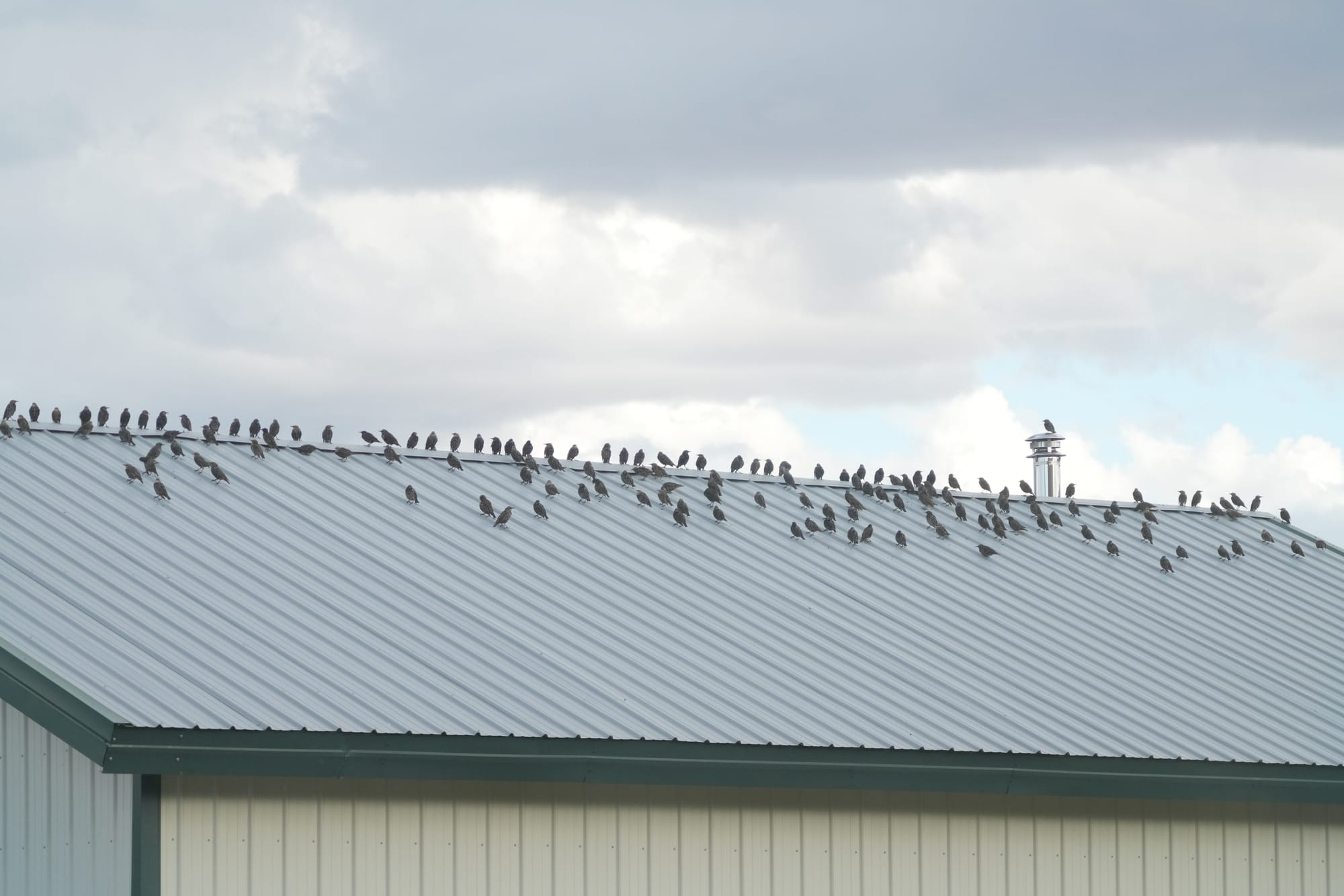 starlings