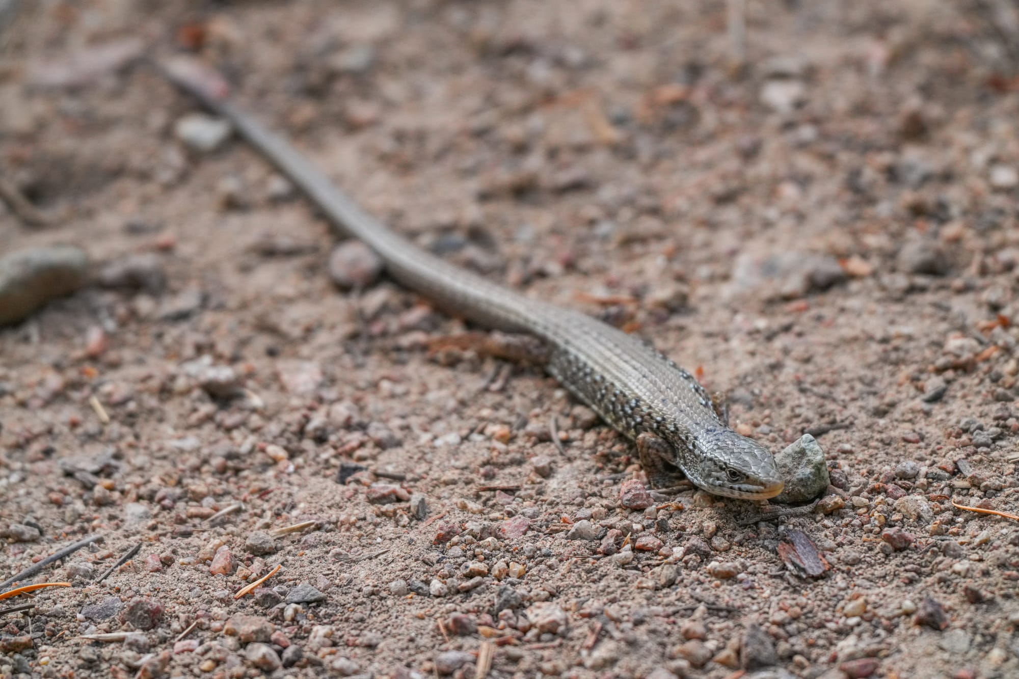 northern alligator lizard