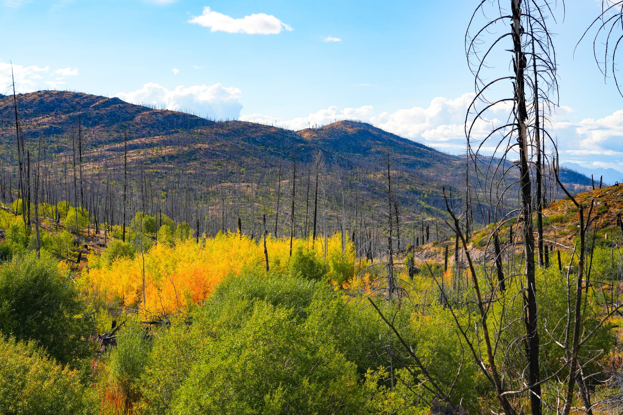 changing aspen leaves