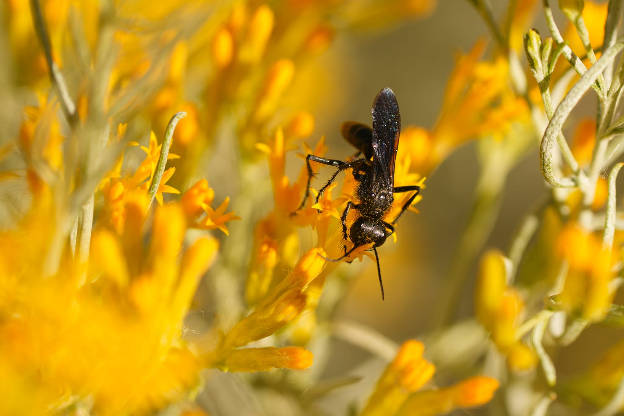 black wasp