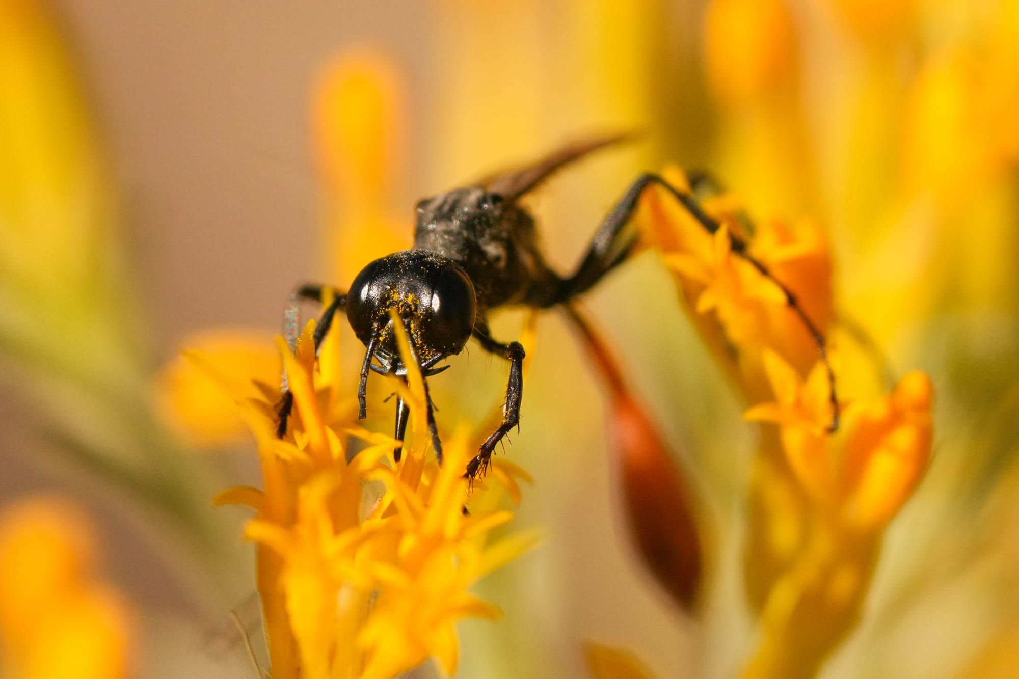 wasp on rabbitbrush