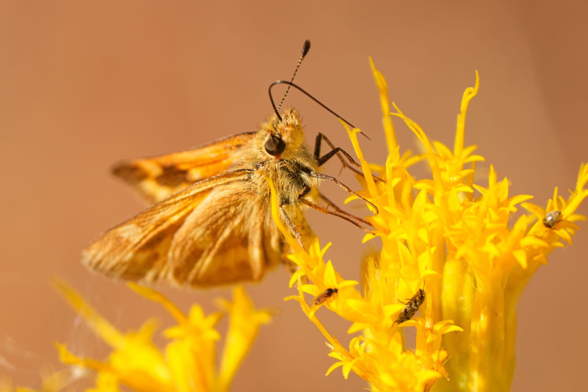 skipper butterfly