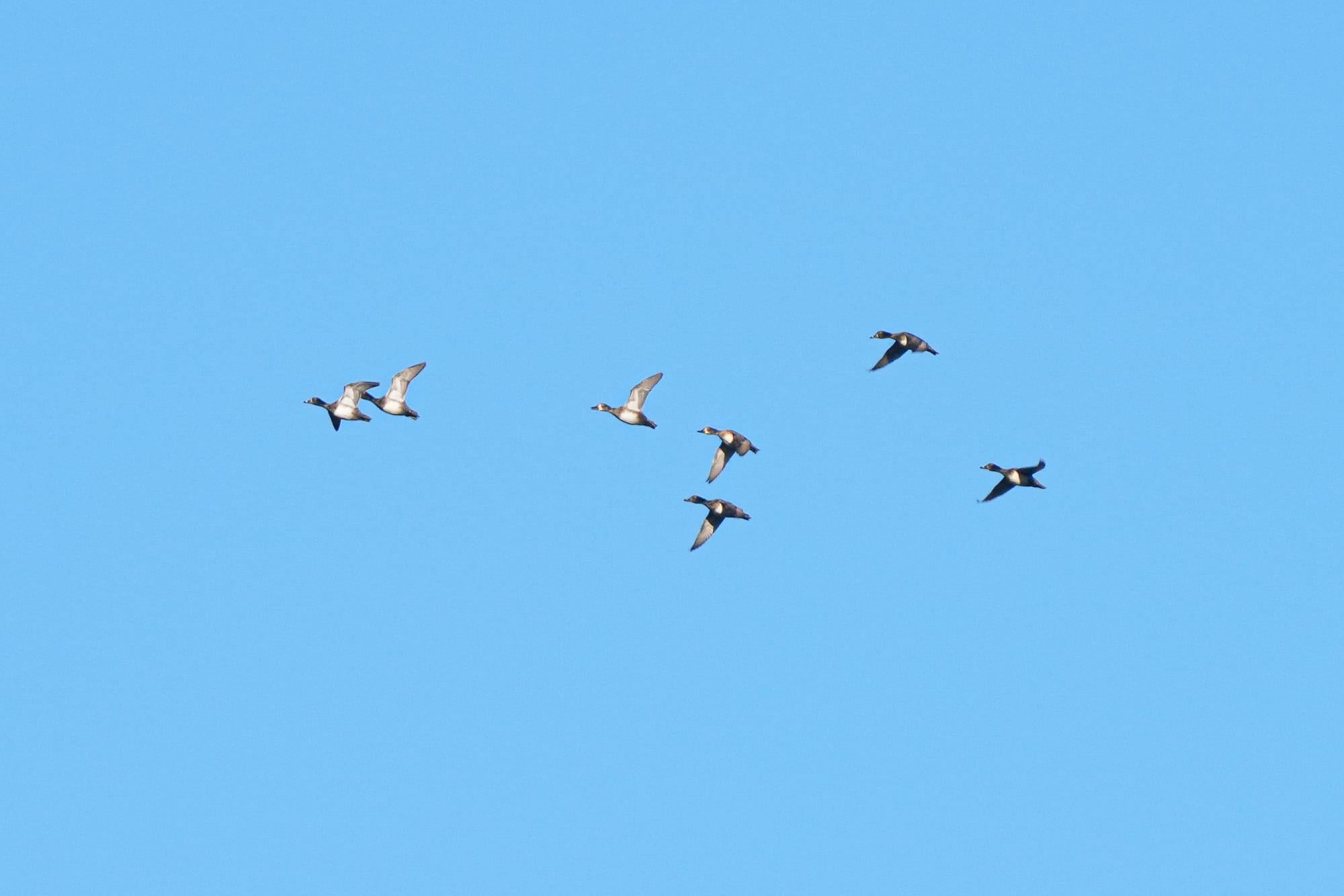 scaup in flight