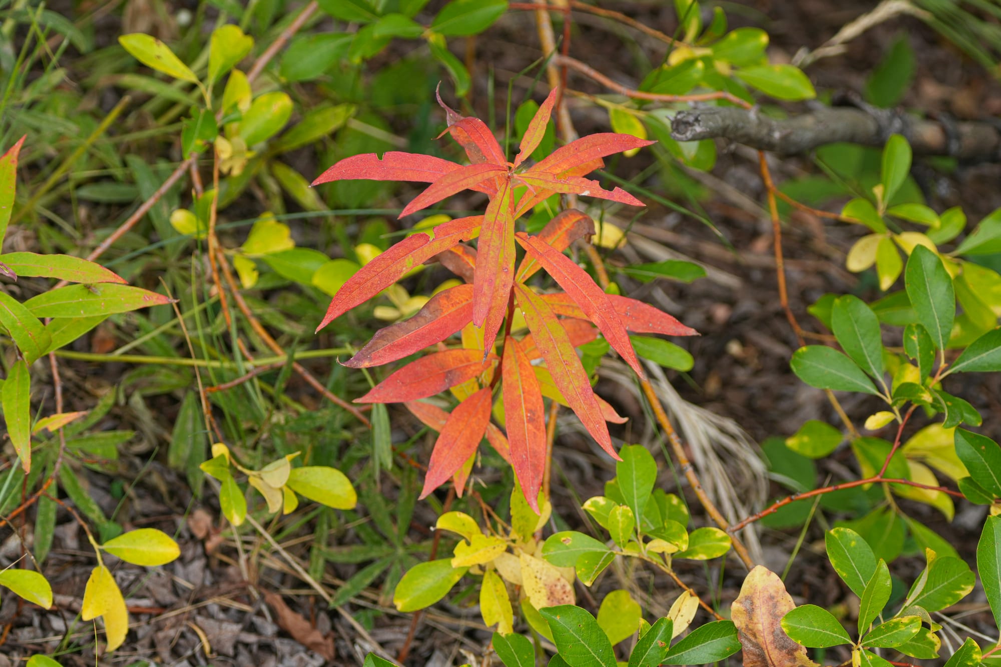 fireweed