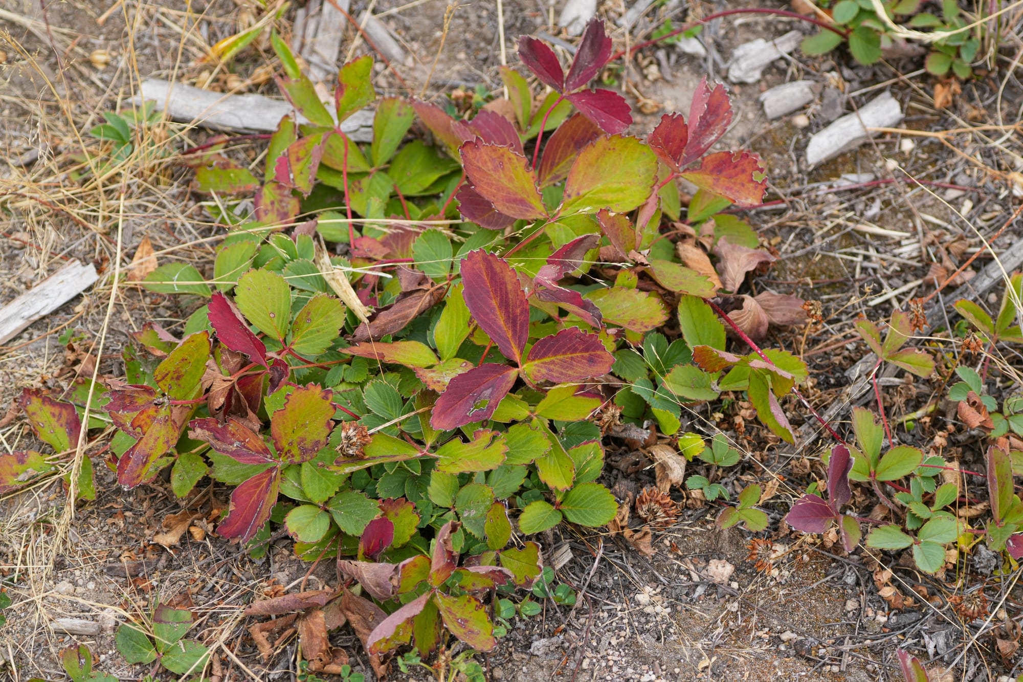 wild strawberry