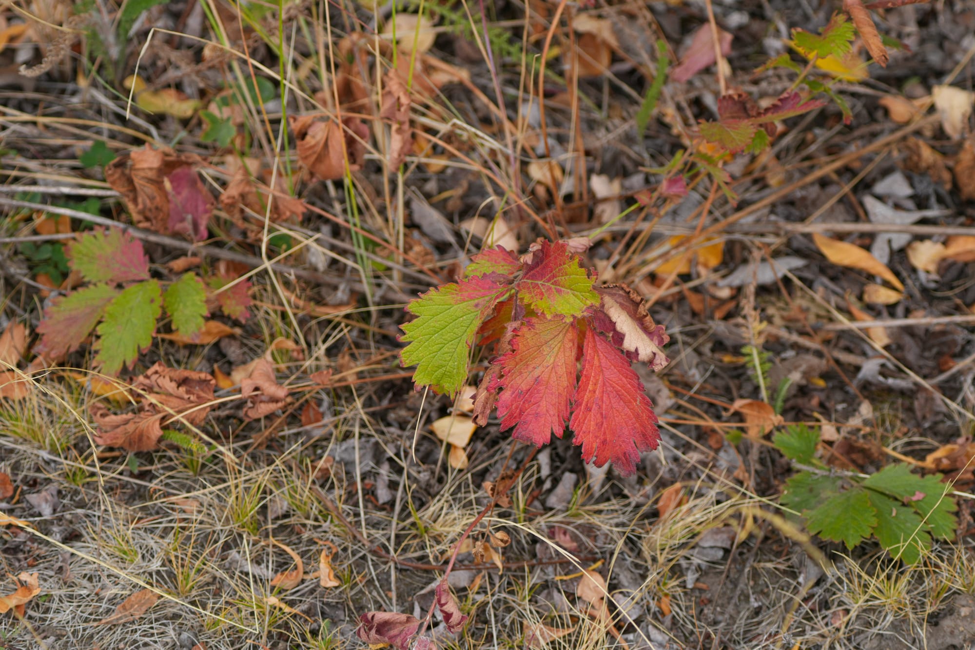 cinquefoil