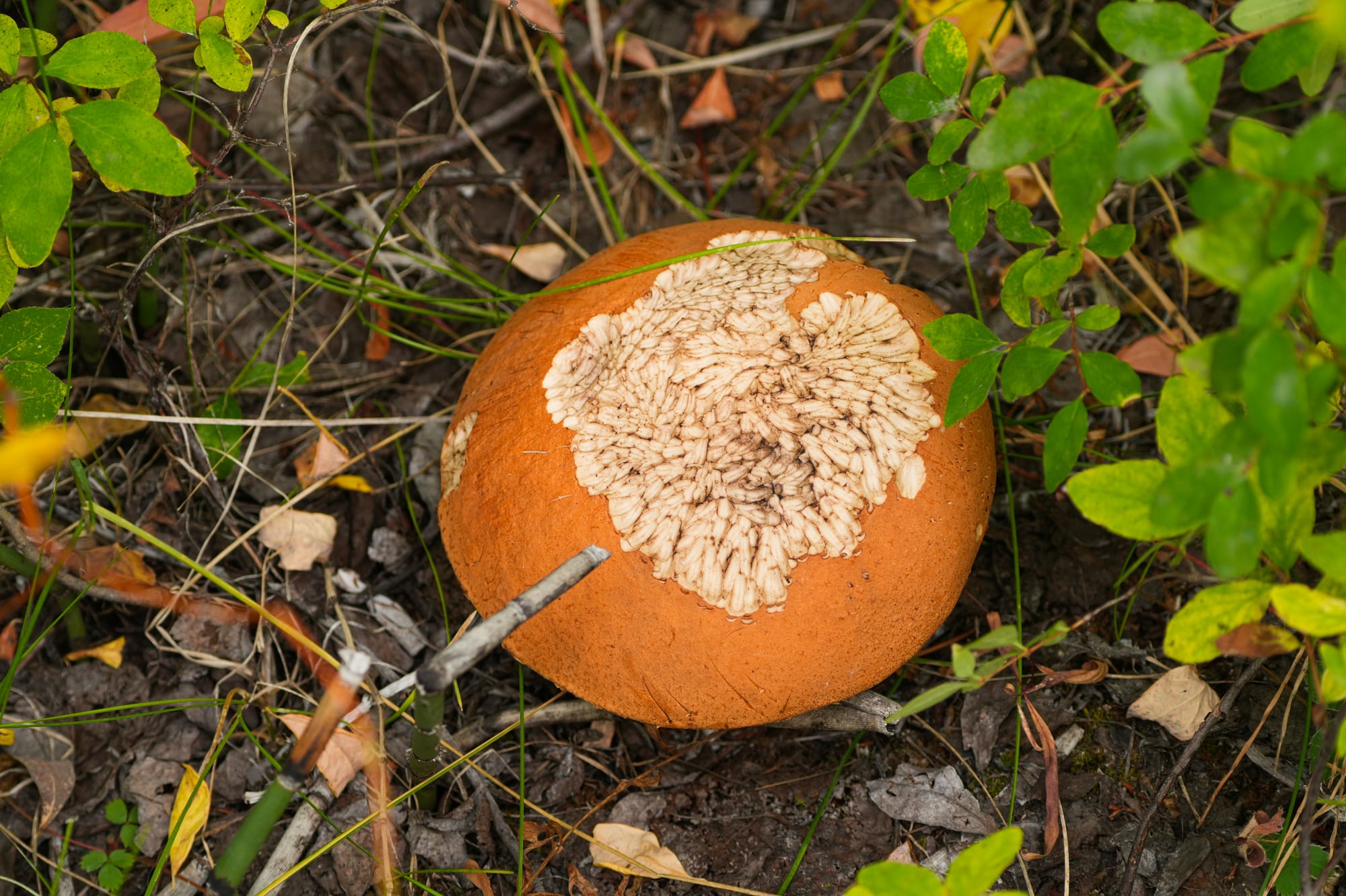 bolete