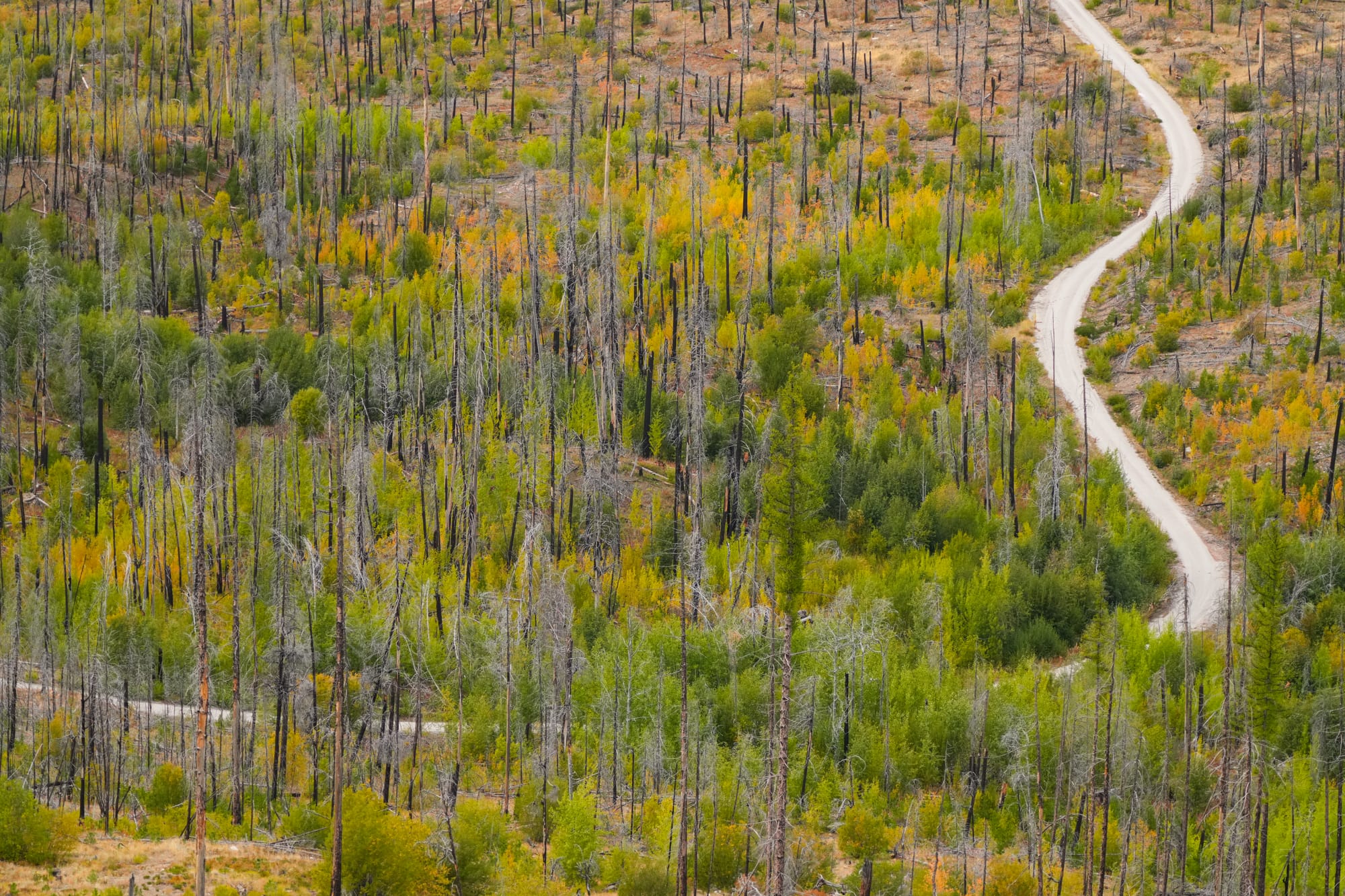 aspens