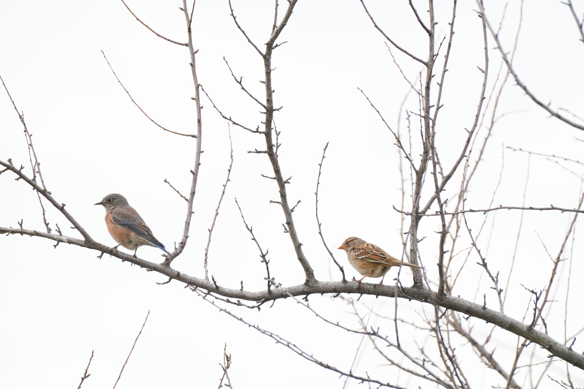 bluebird and sparrow