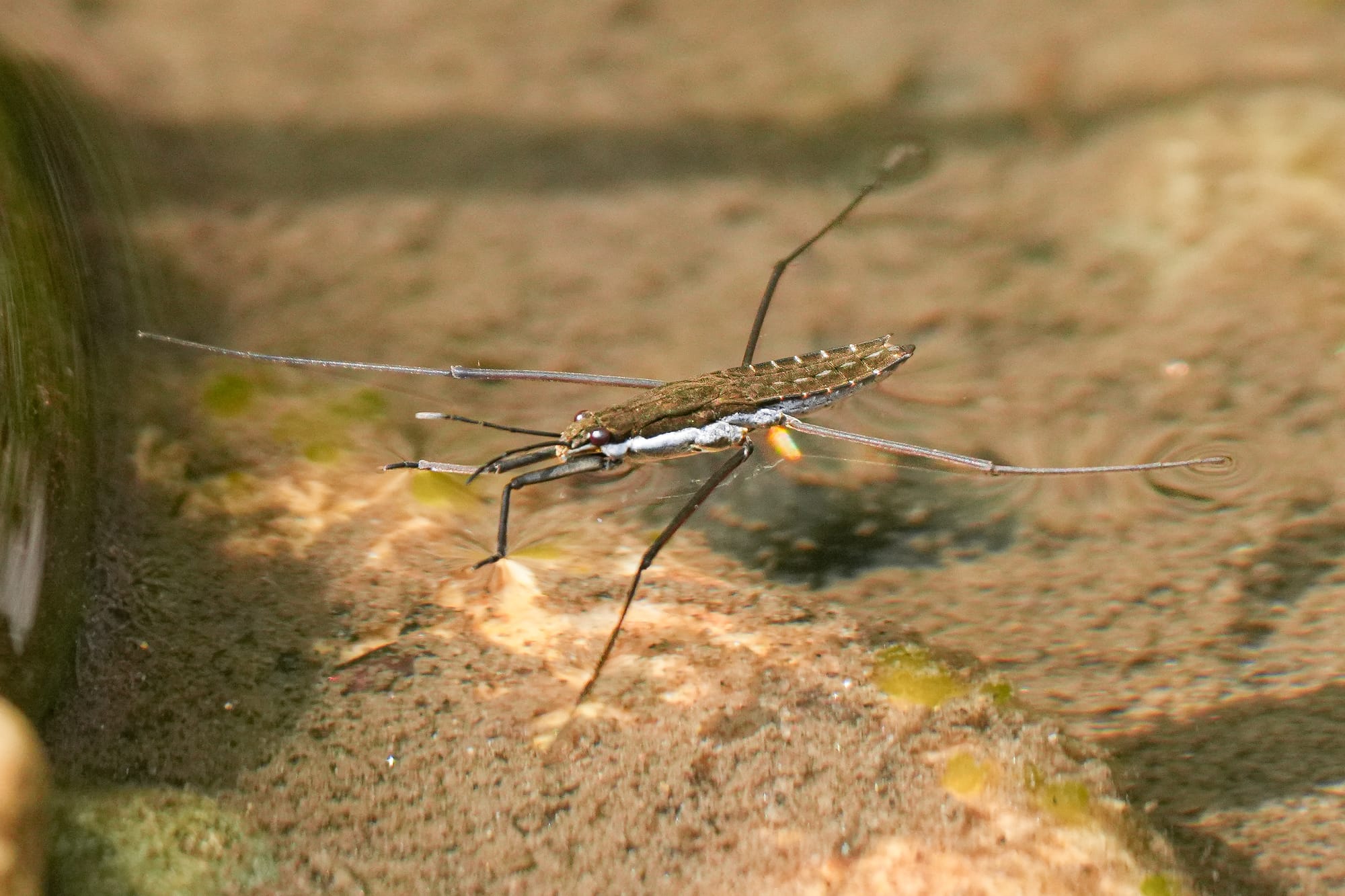 water strider