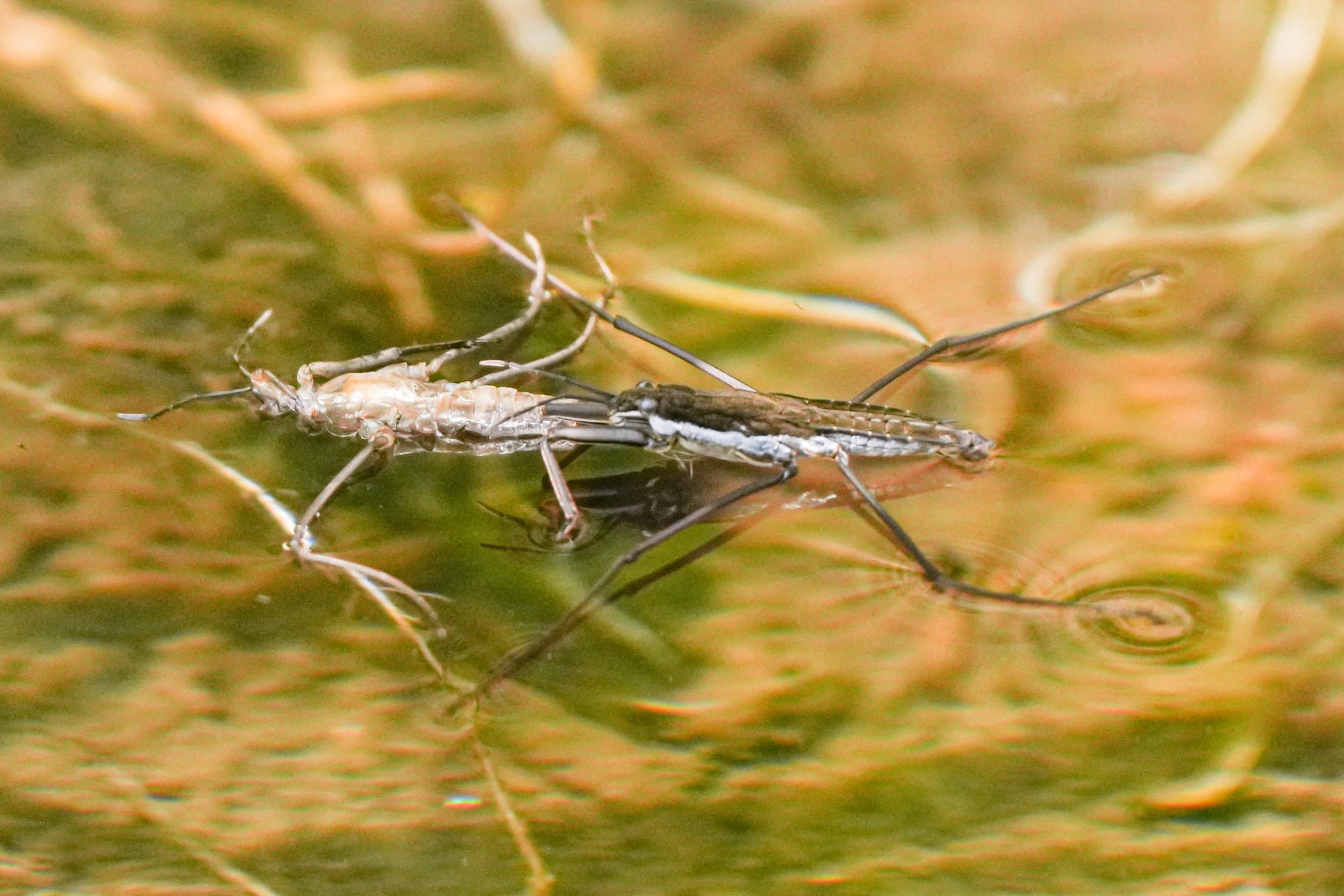 water strider