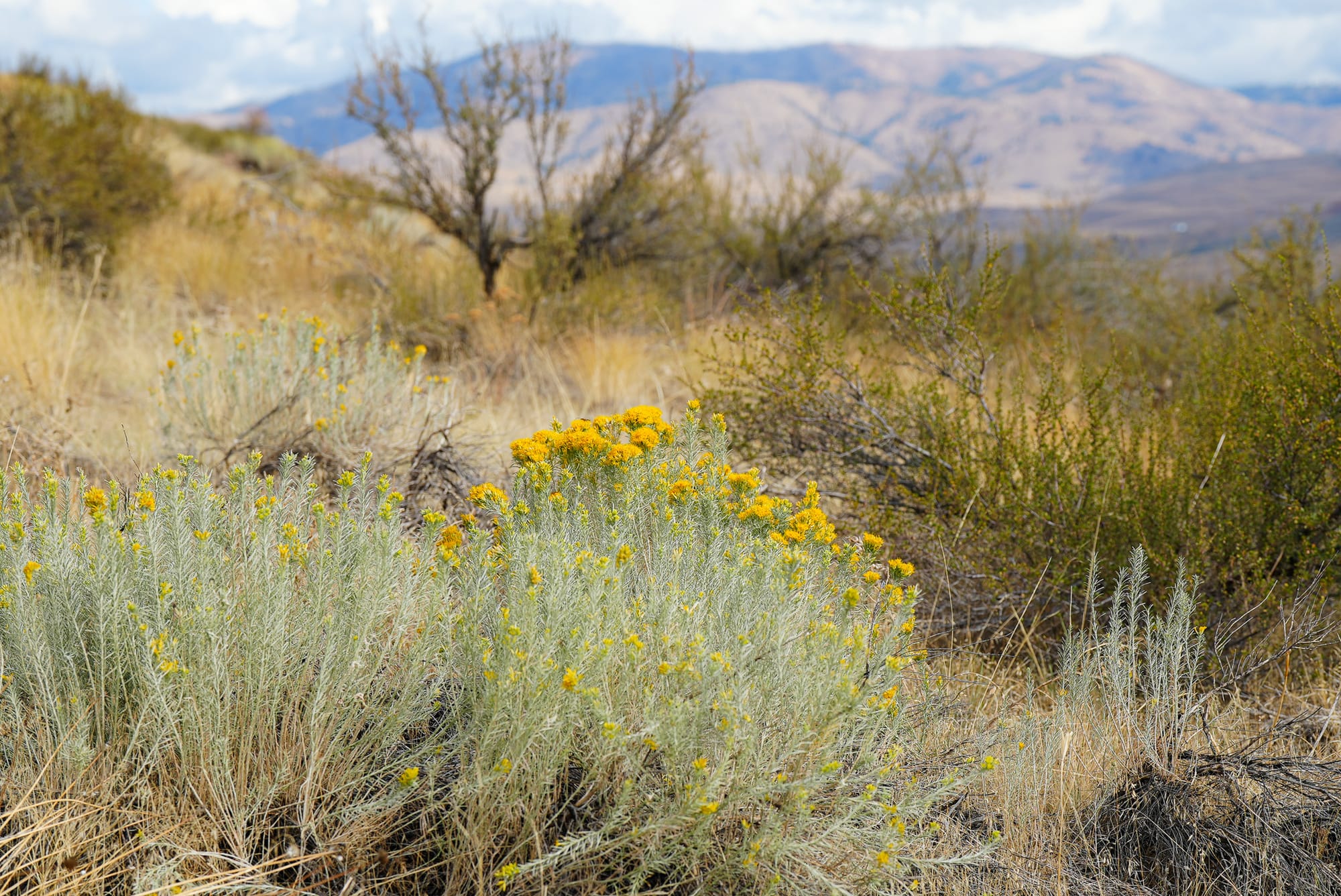 rabbitbrush