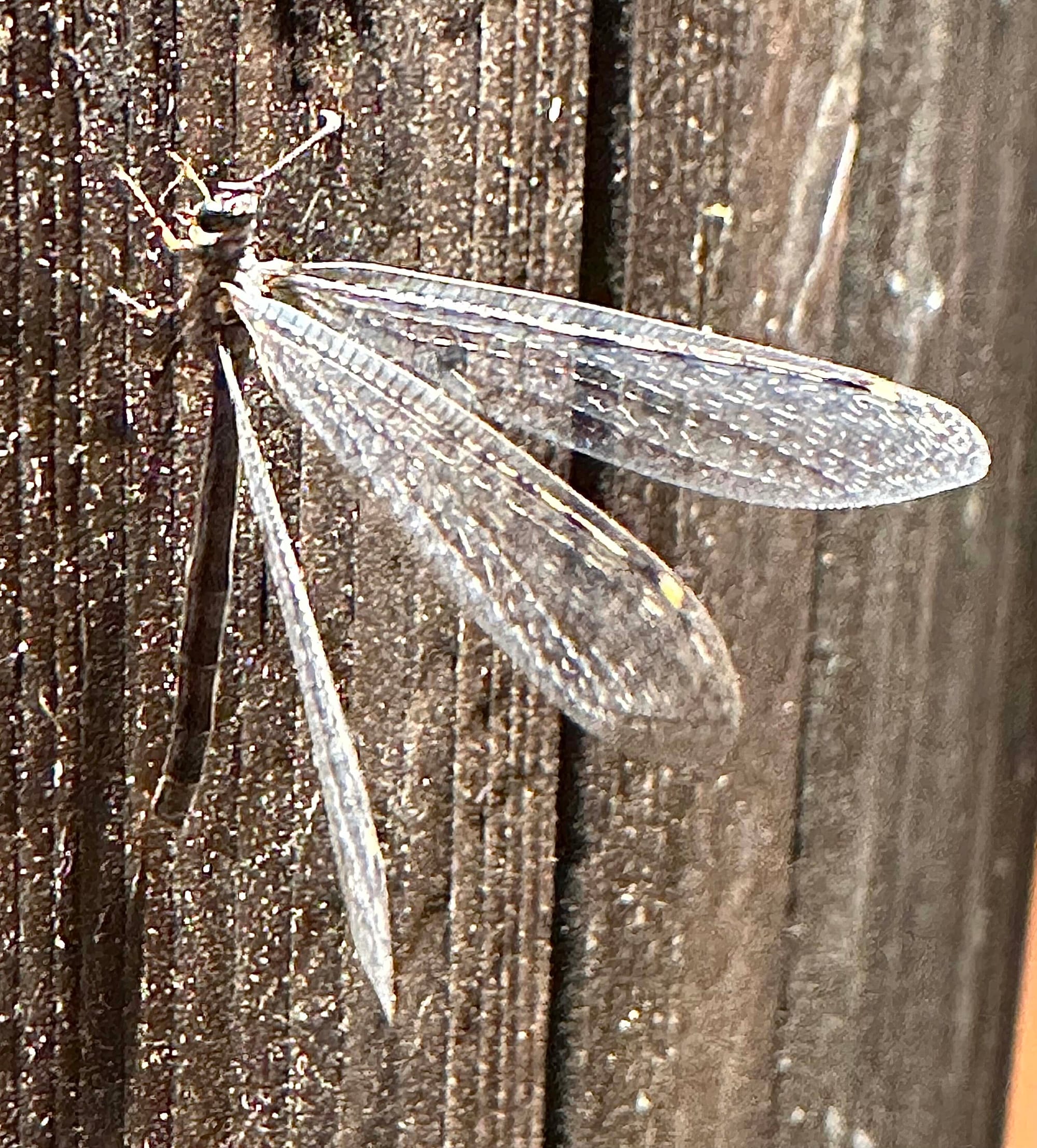 adult antlion